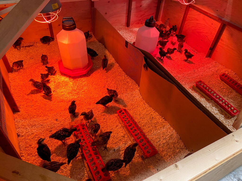 Brooding Chicks 101 Everything You Need To Know | Boreal Bloom Homestead
