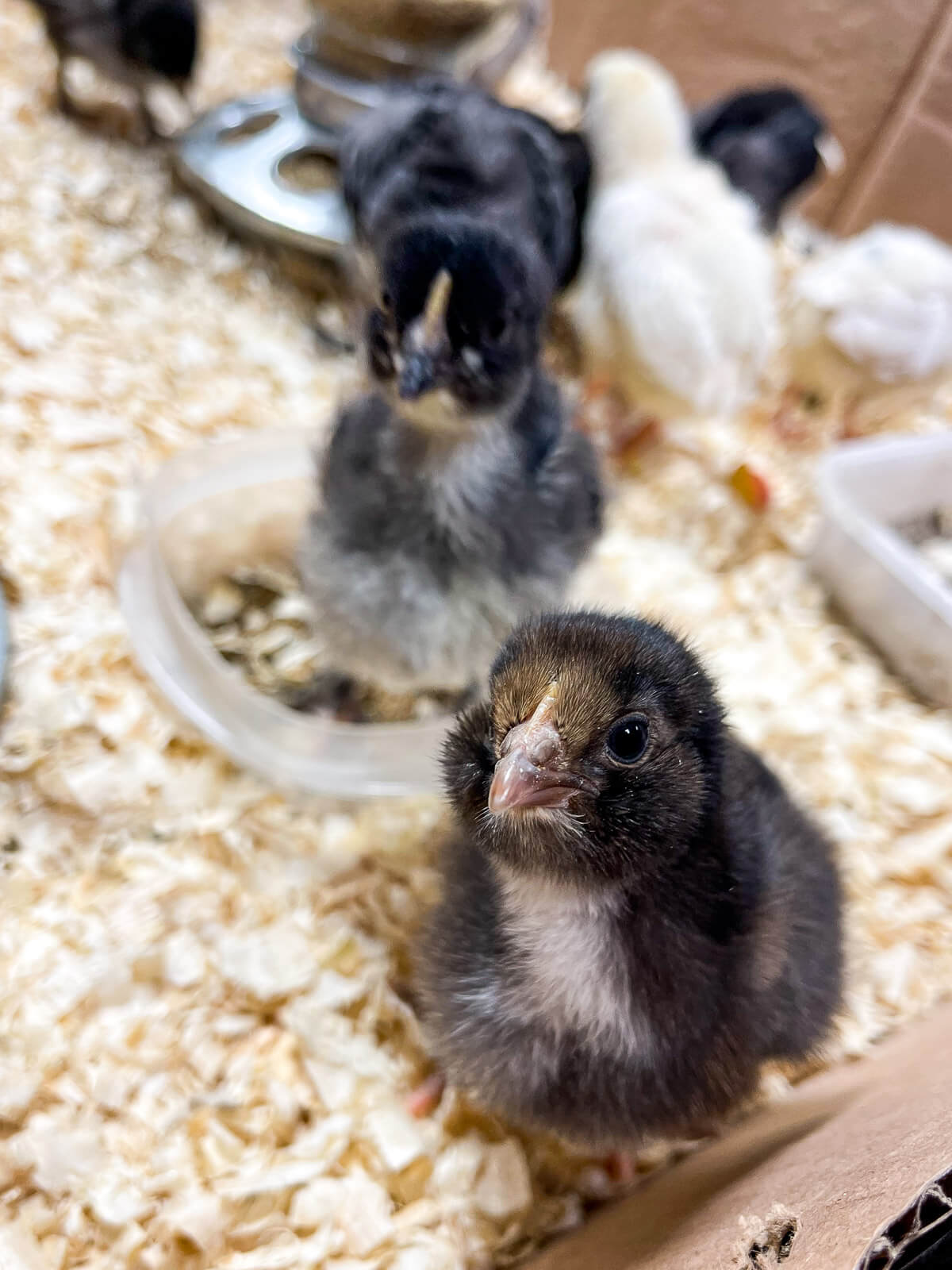 Ameracauna chick in a brooder with other chicks. 