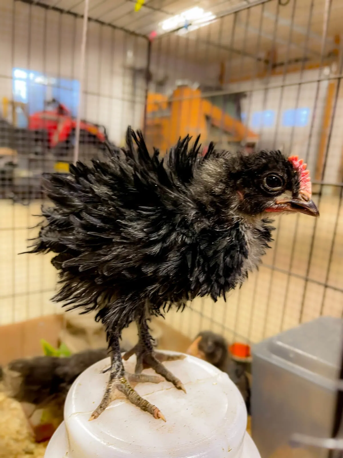 Frizzle chick on waterer. 