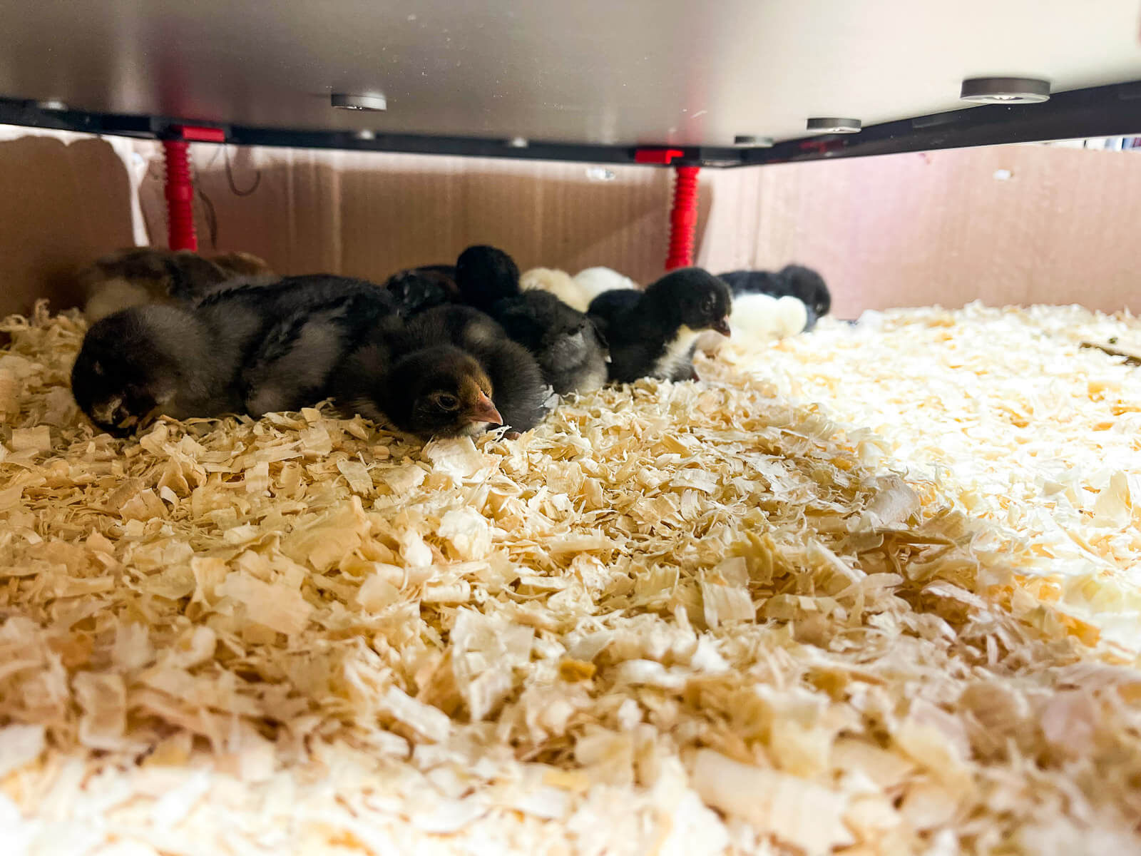 Chicks sleeping under a brooder plate. 