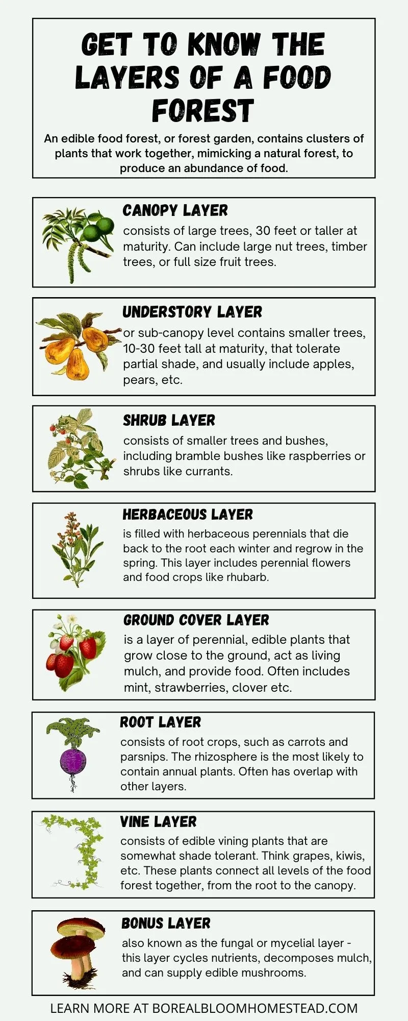 7 layers of the food forest infographic. 