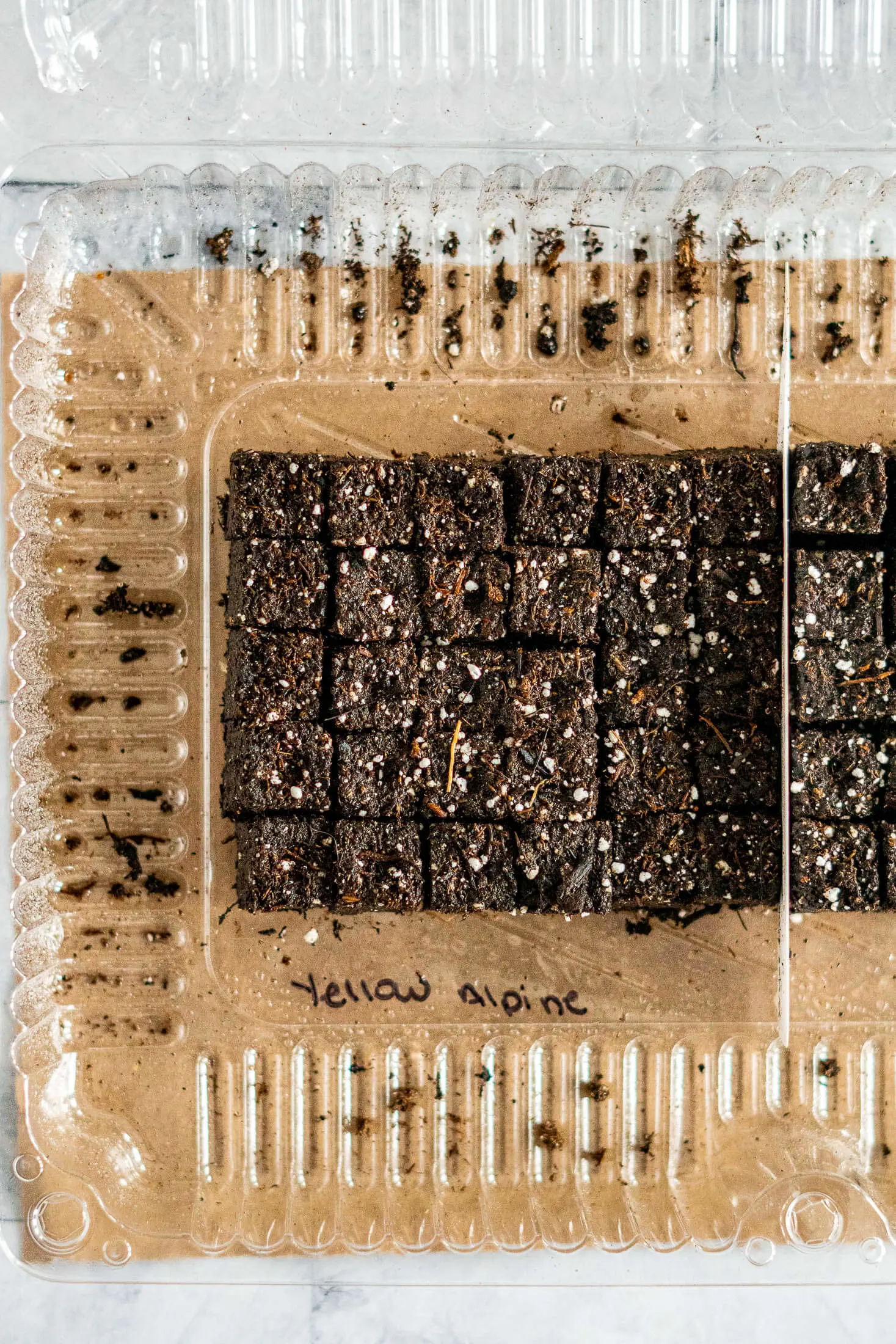 Soil blocks with planted strawberry seedlings. 