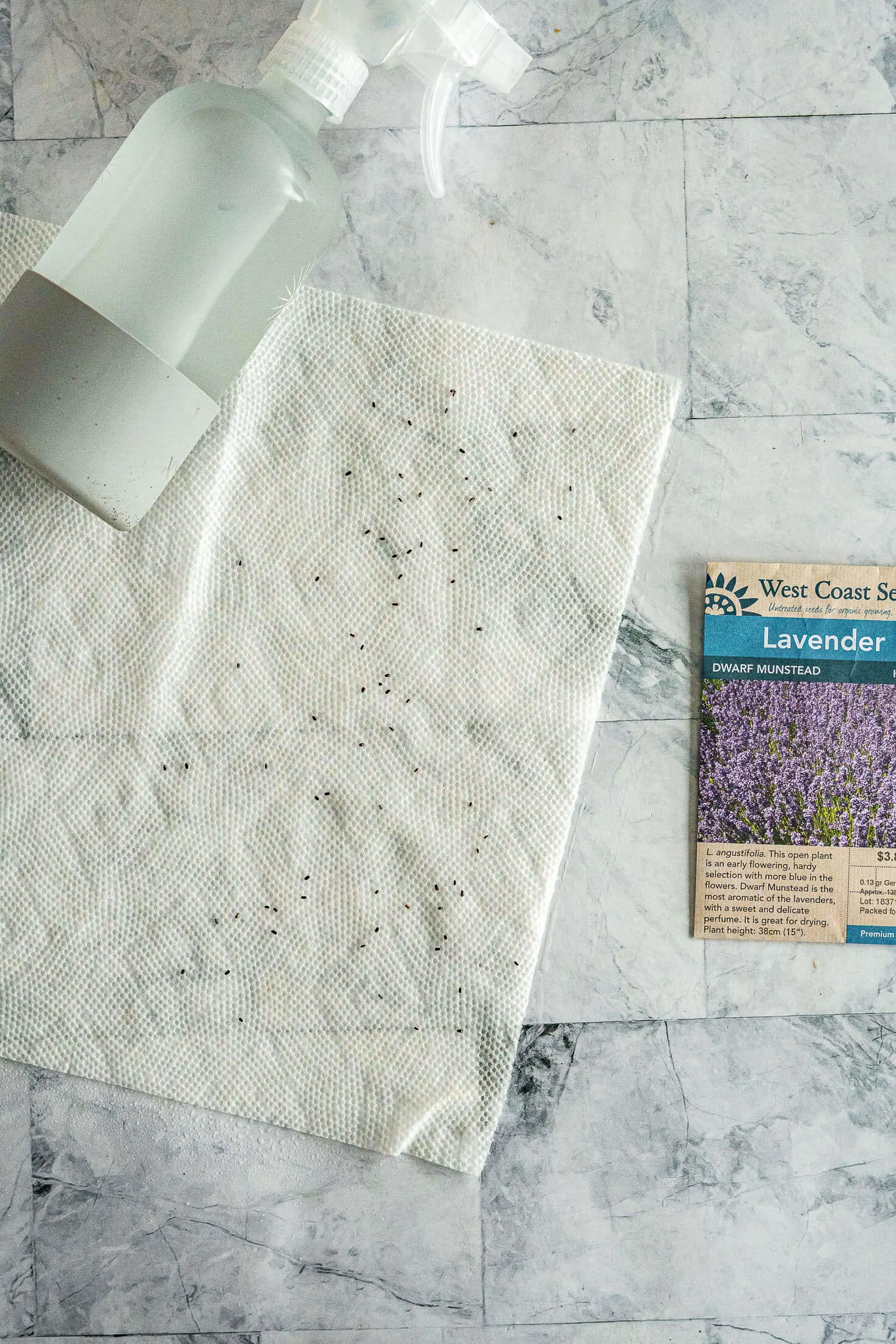 Lavender seeds on moist paper towel.