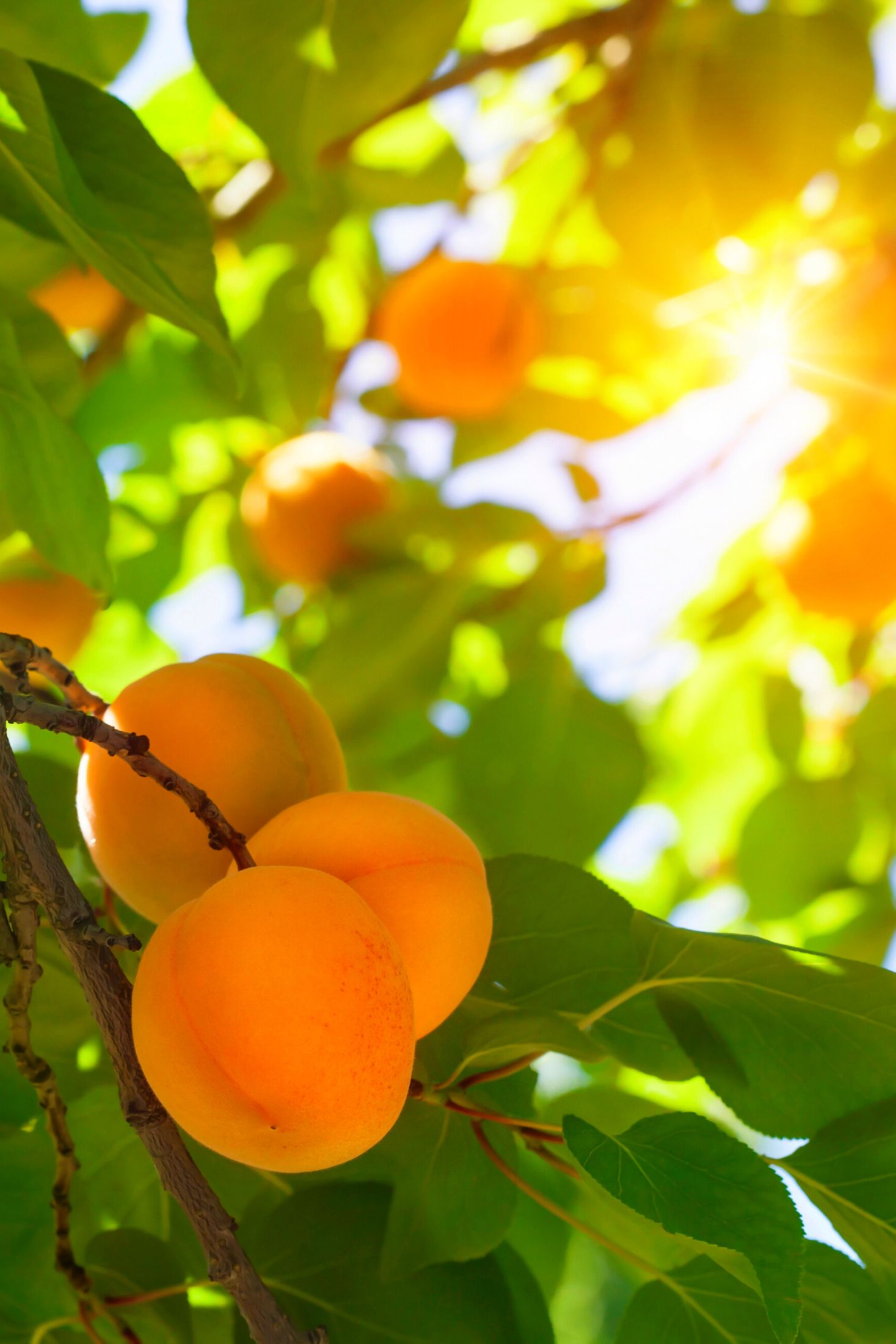 Apricot tree with fruit on it. 