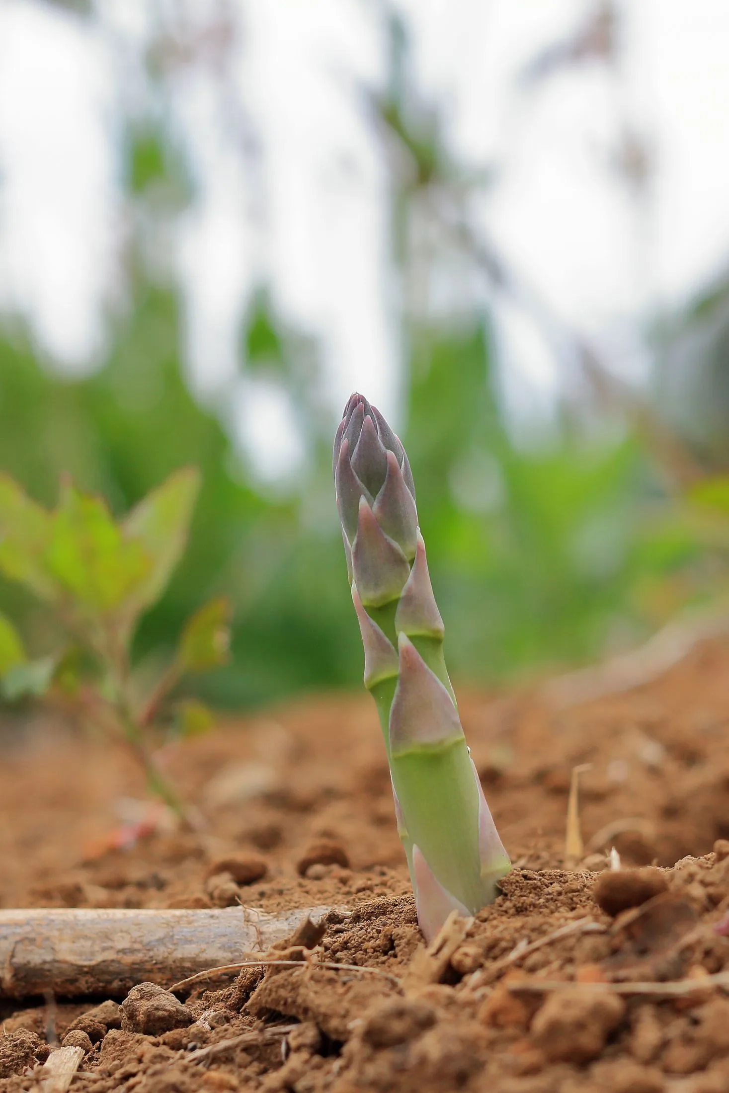 Asparagus sprouting from the ground.