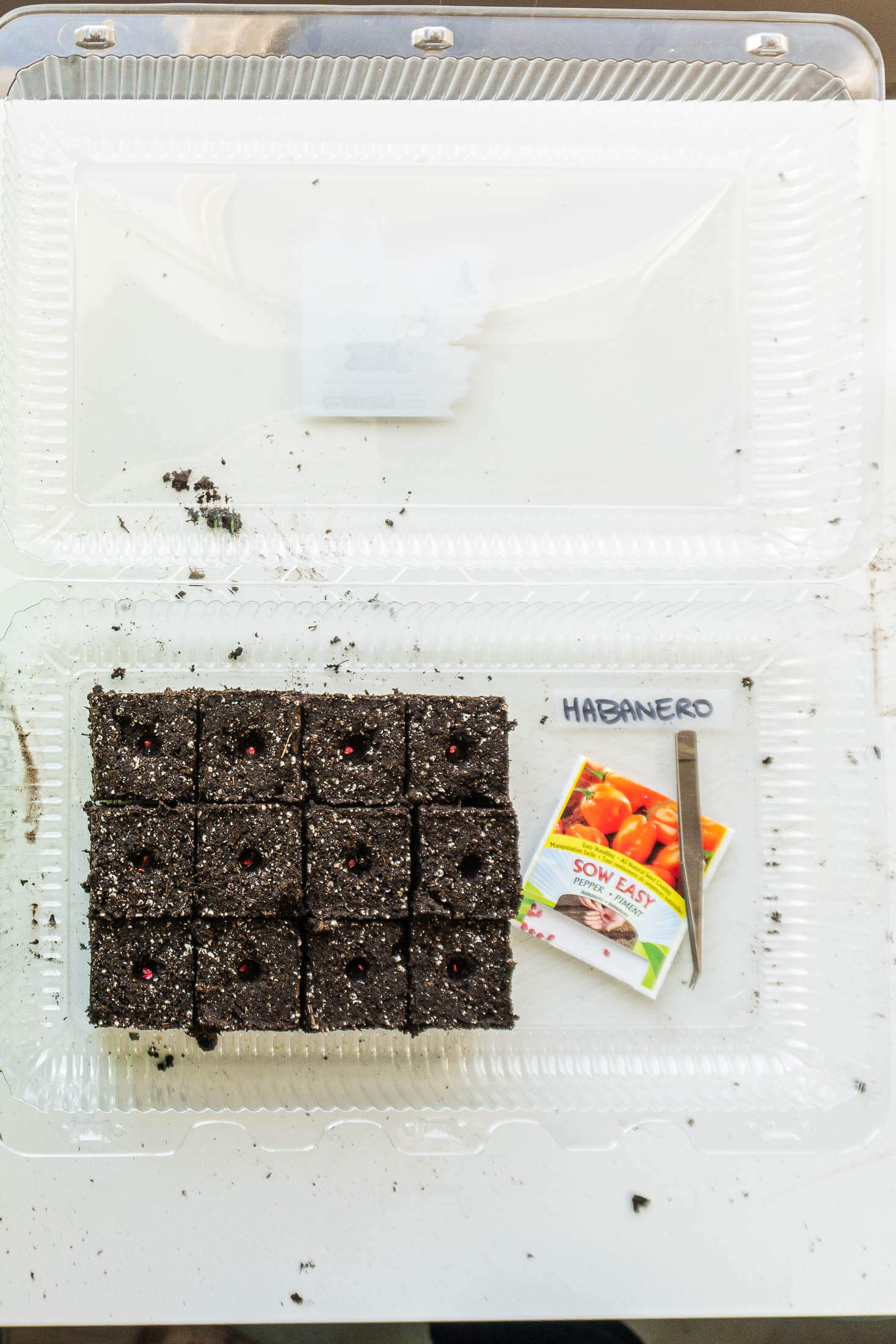Seeding soil blocks with habanero seeds.