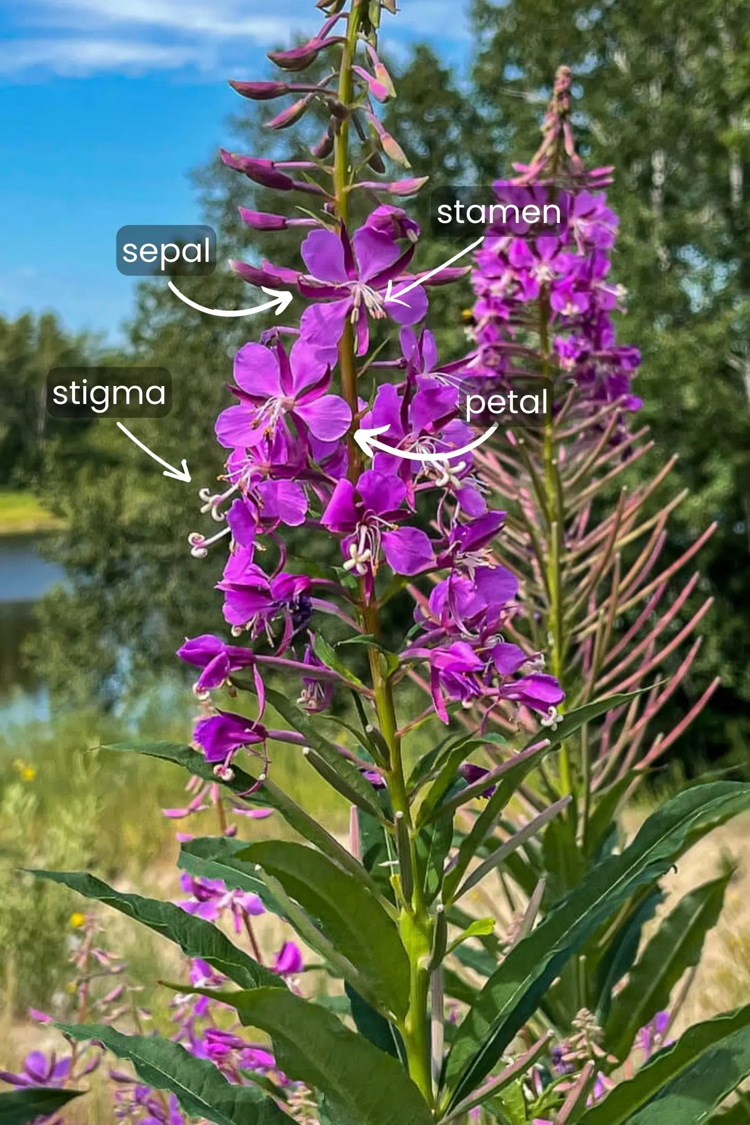 Labeled photo of fireweed. 