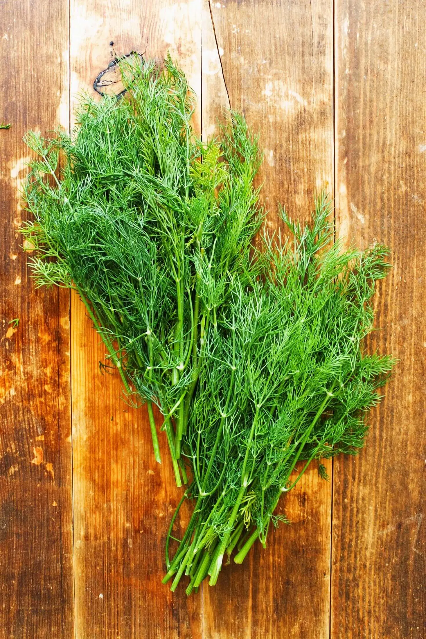 Bunch of dill on wooden cutting board.