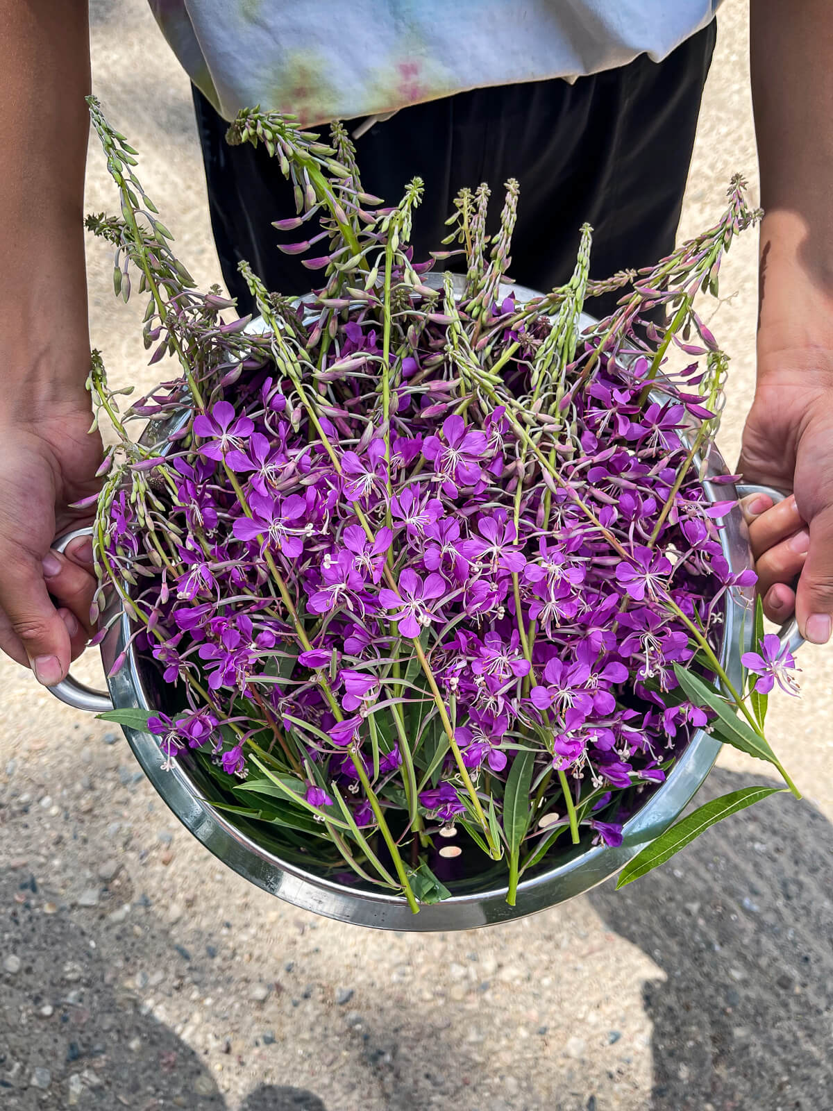 Harvested fireweed in silver bowl. 