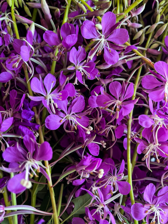 Close up of fireweed flowers.