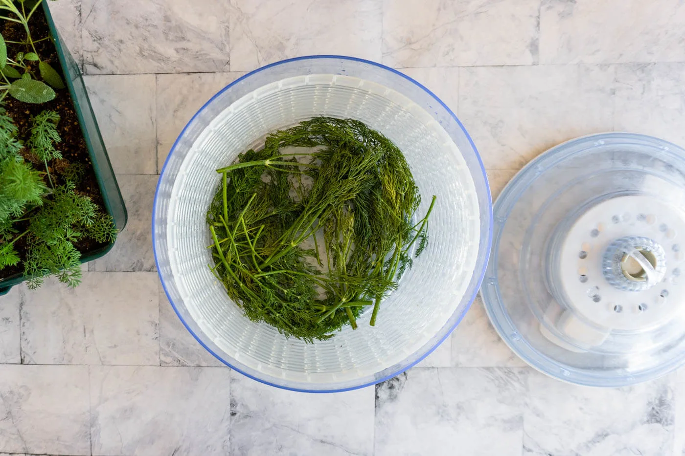 Fresh dill in a salad spinner.