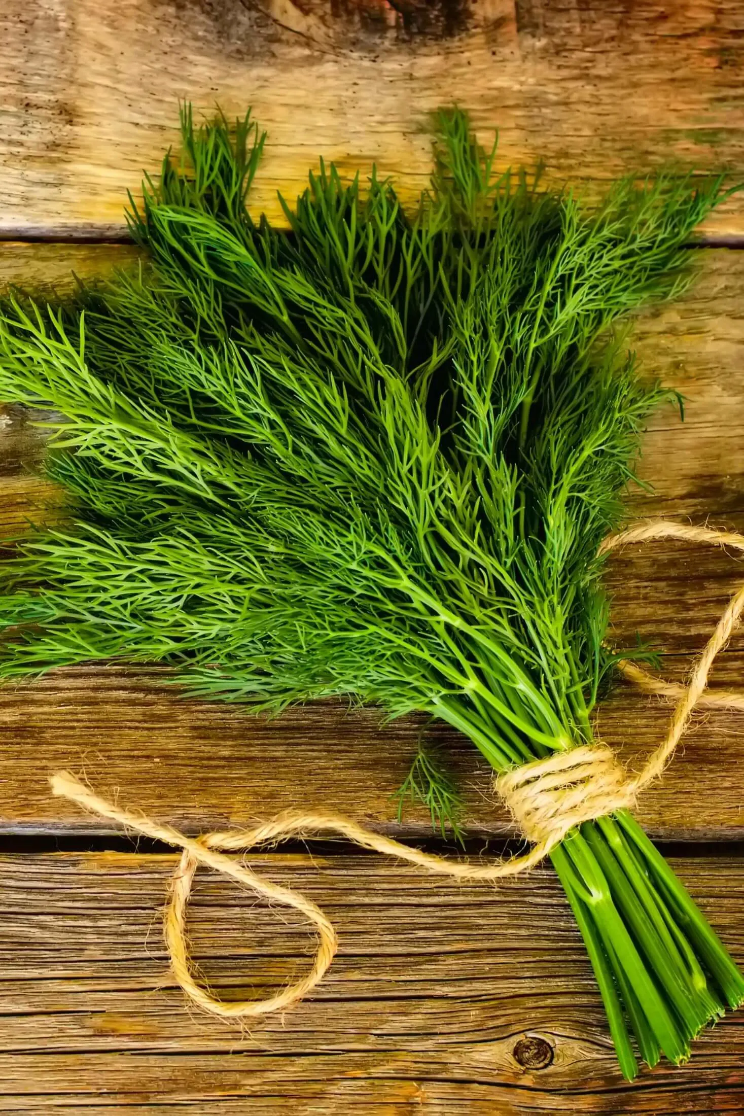 Bunch of fresh dill tied with twine.