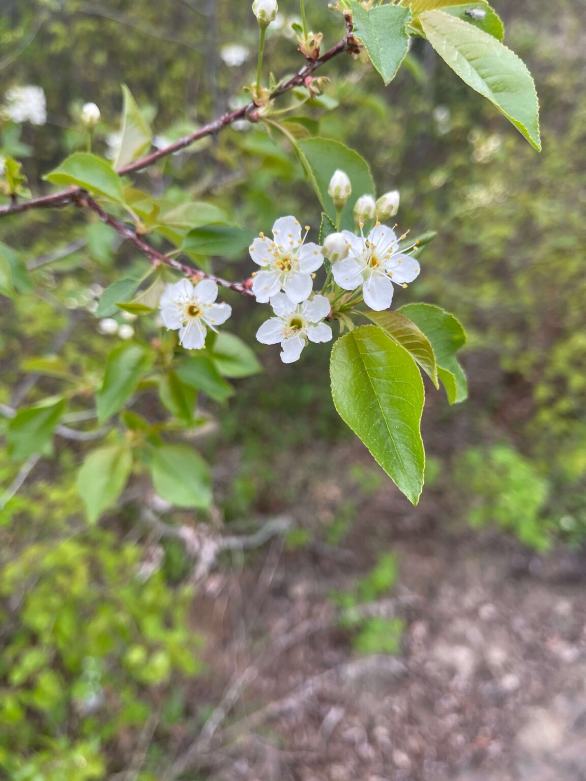 Pin Cherry Jelly Boreal Bloom Homestead