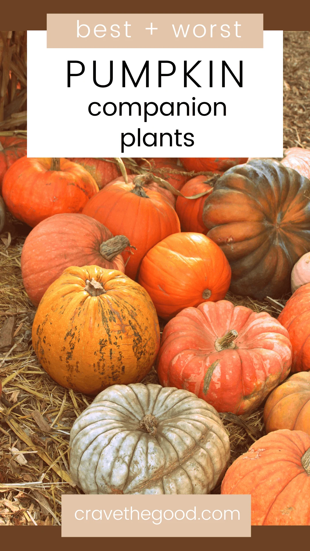 Pumpkin companion plants pinterest graphic.