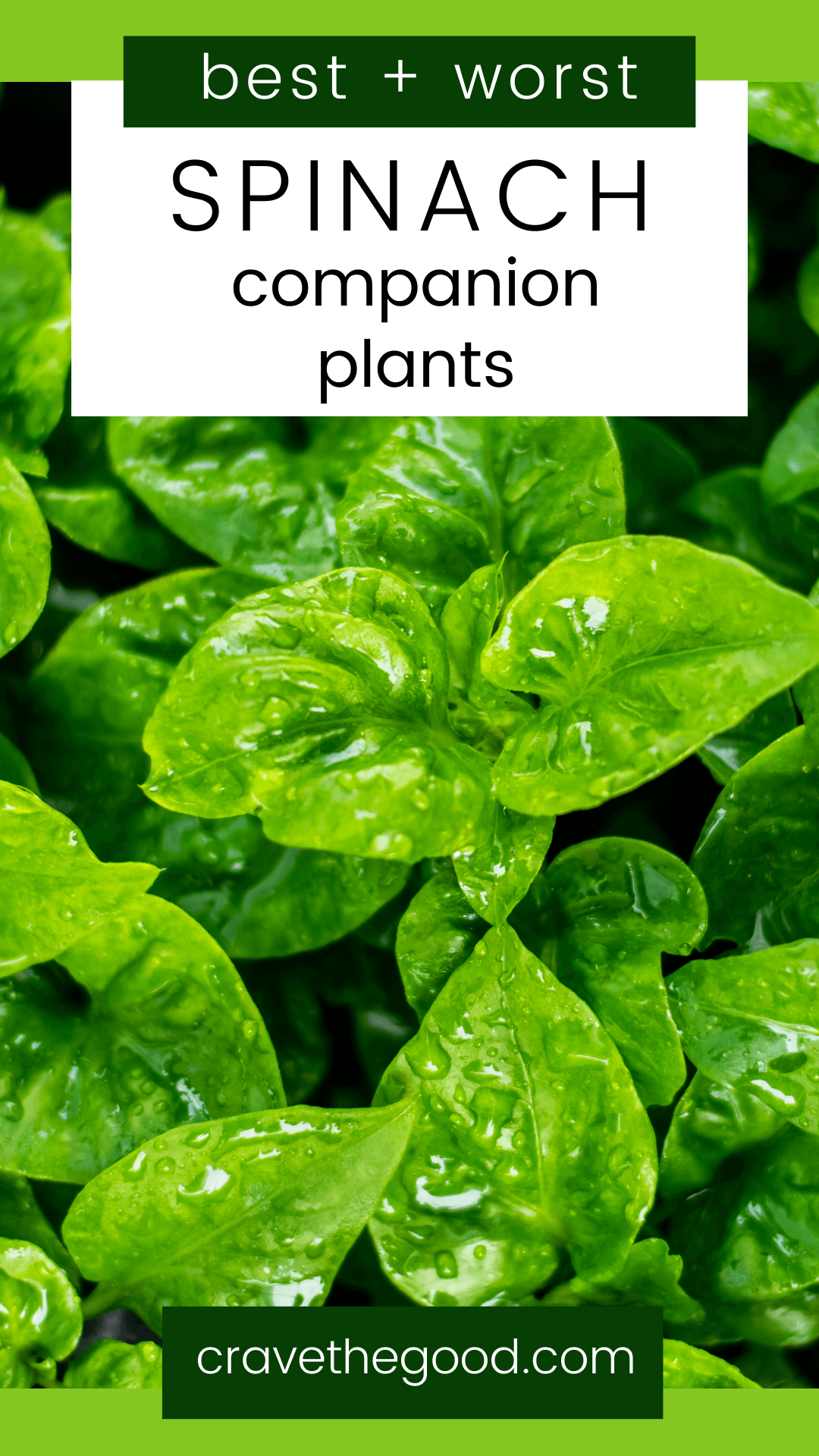 Best and worst spinach companion plants pinterest graphic.