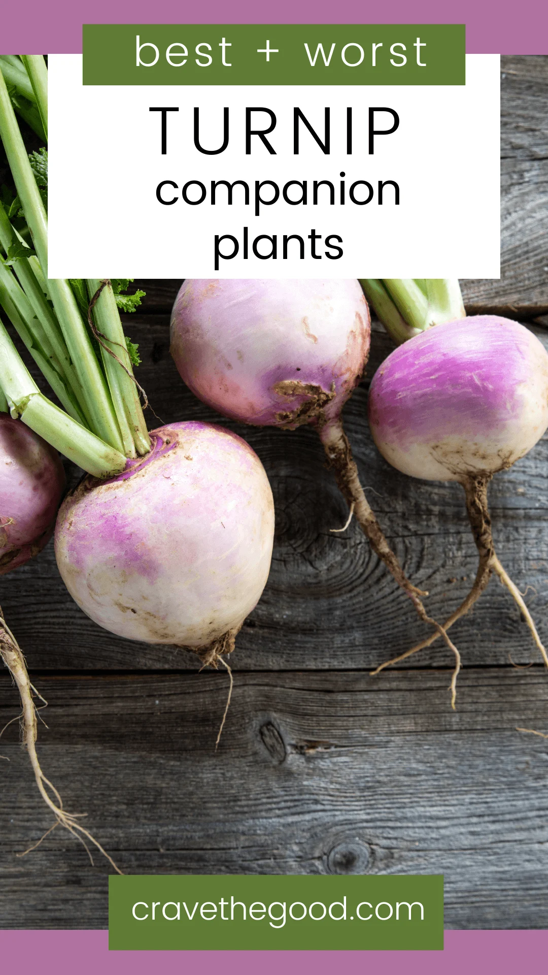 Best and worst turnip companion plants pinterest graphic.