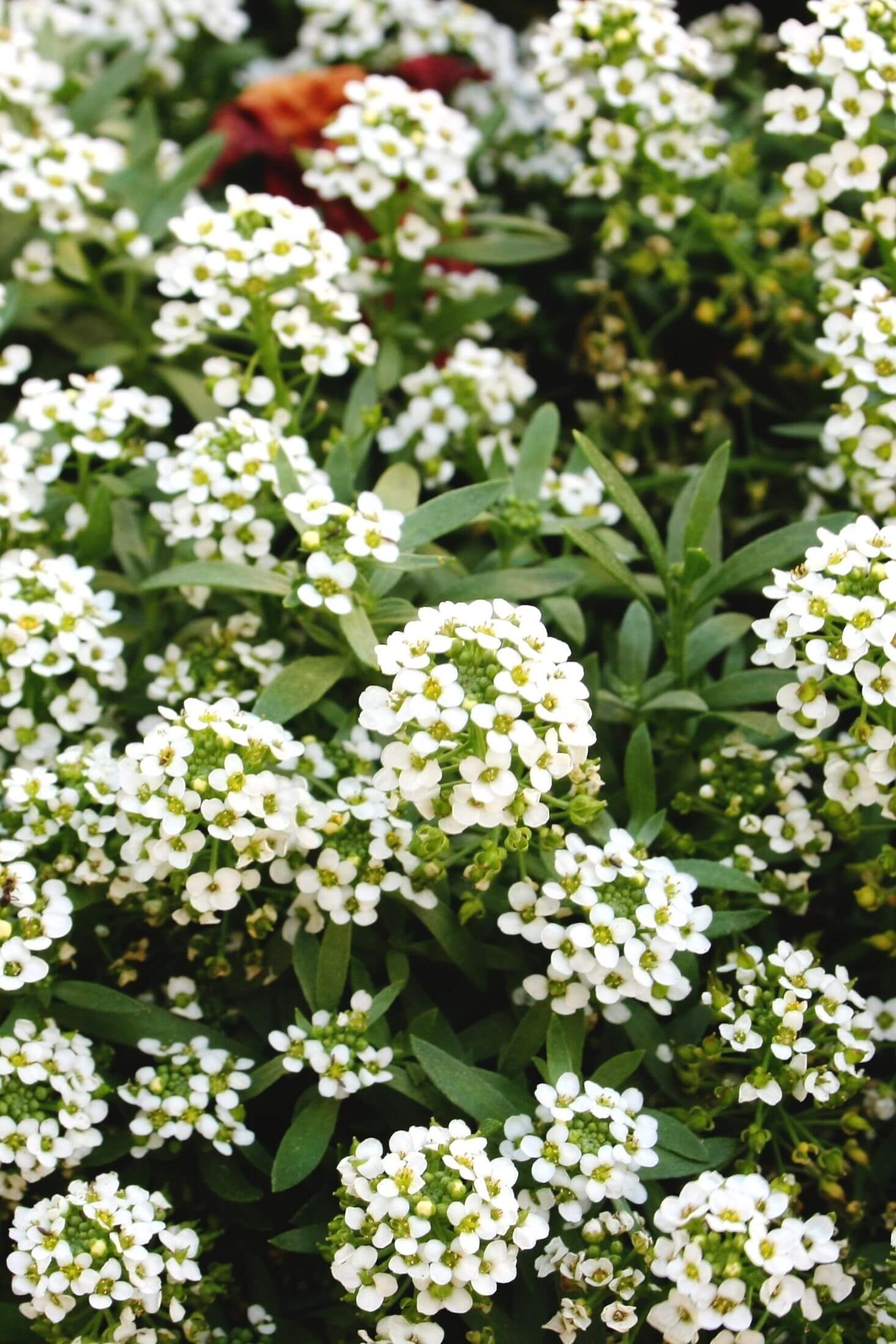 Alyssum flowers.