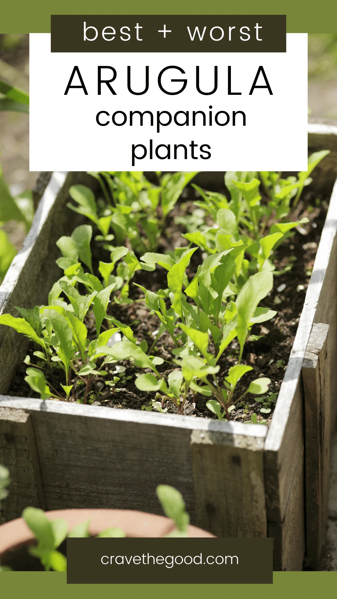 Best and worst arugula companion plants pinterest graphic. 