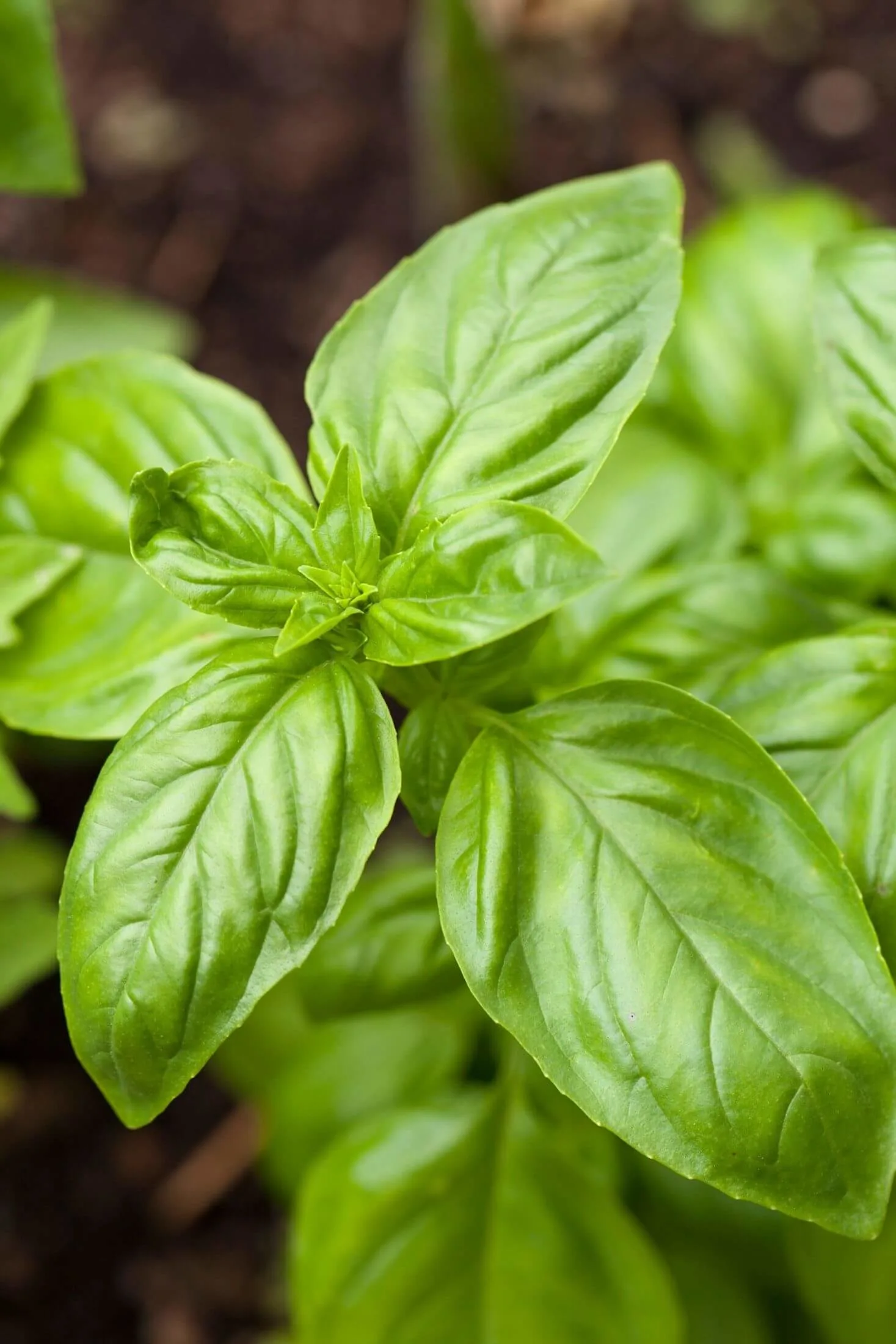 Basil plant.