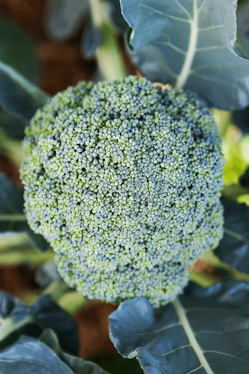 Broccoli plant.