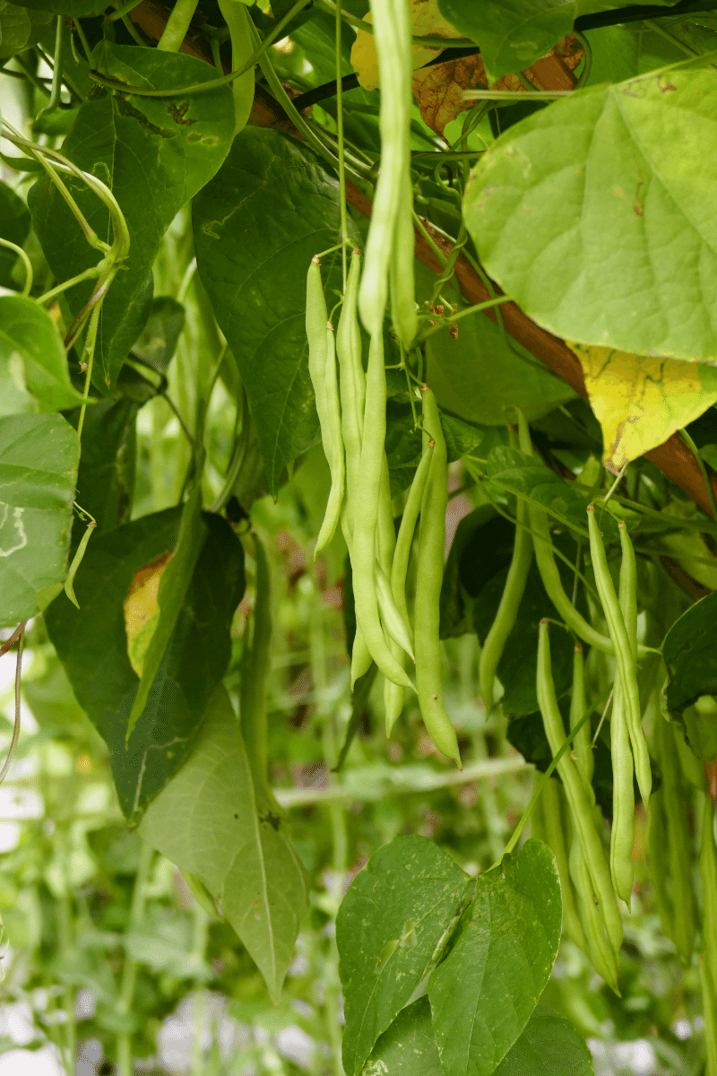 Bean plant with pods. 