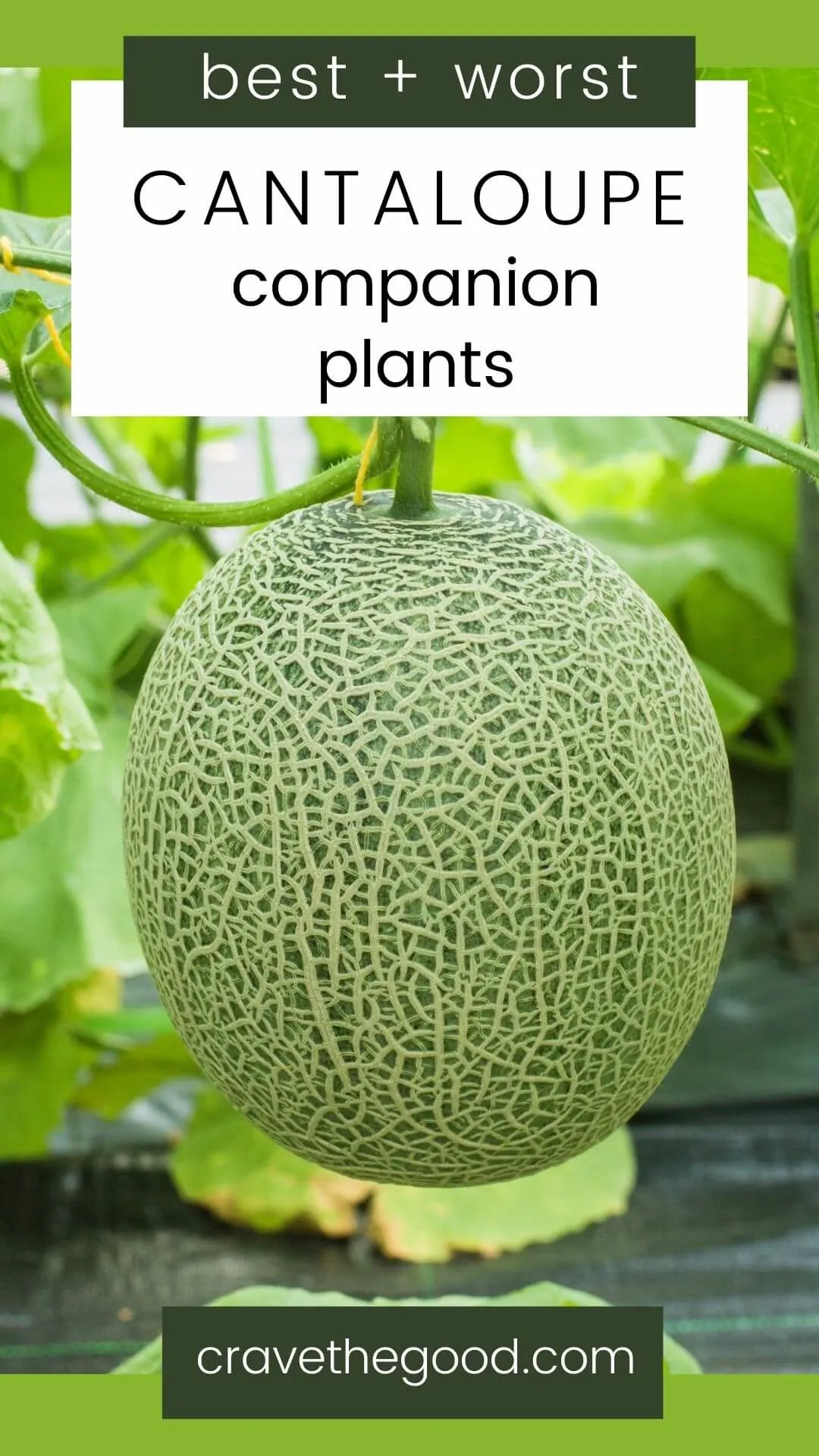 Best and worst cantaloupe companion plants. 