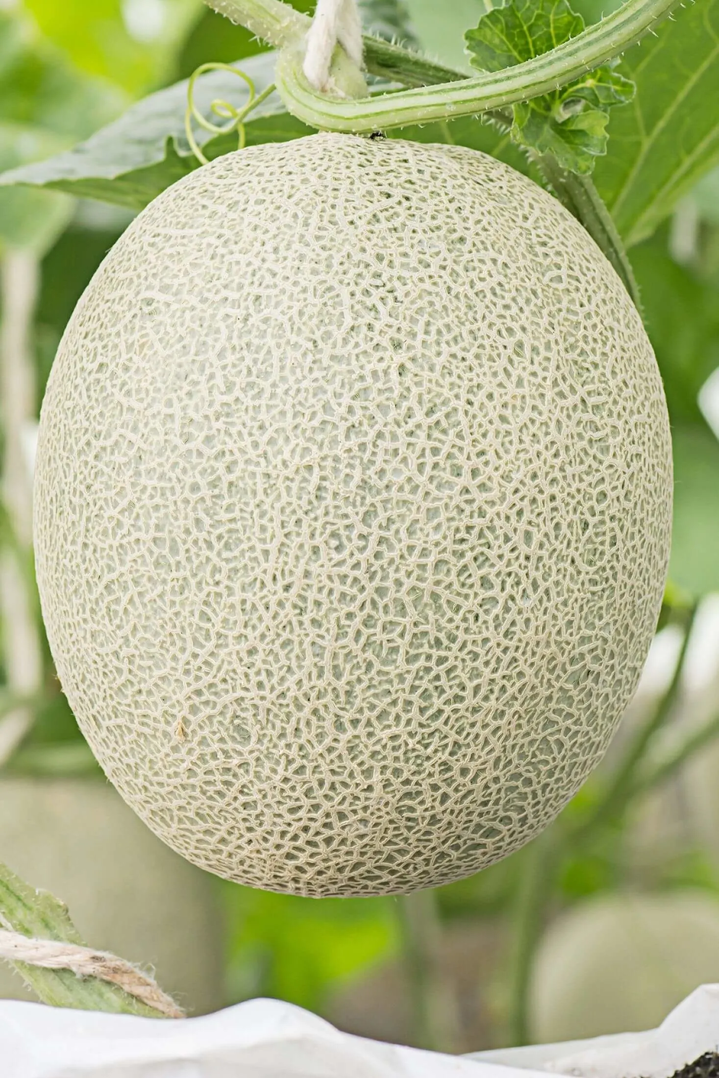 30+ Companion Planting With Cantaloupe