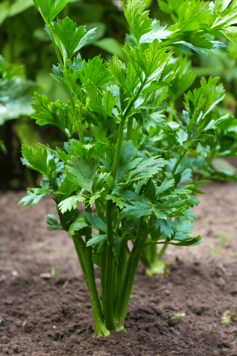 Celery plant. 