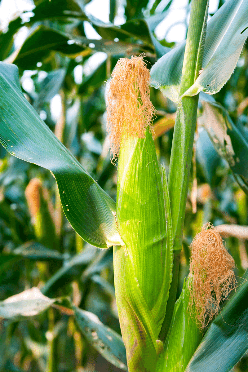 Corn plant. 