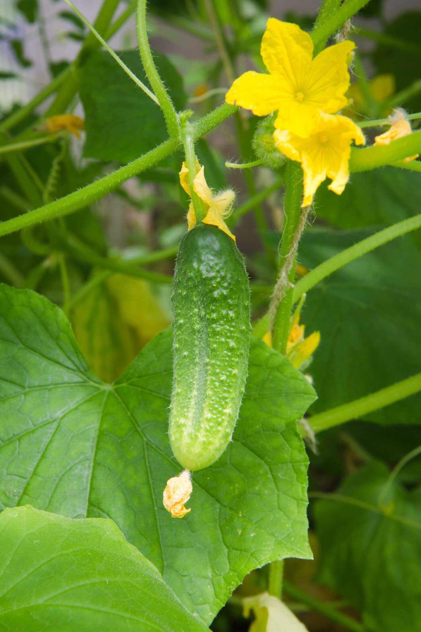 Cucumber plant. 
