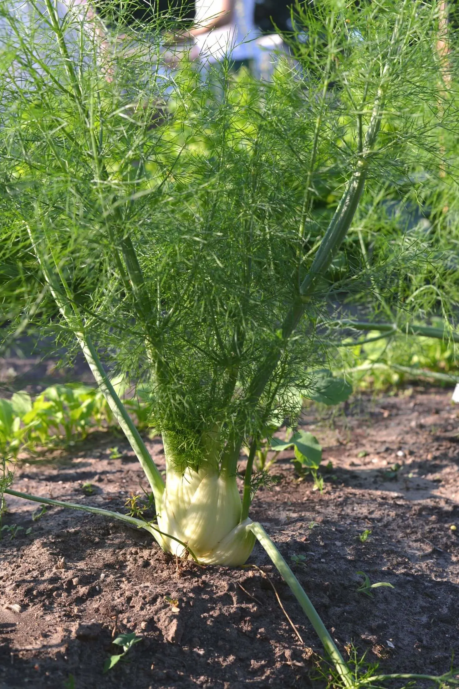 Fennel plant.