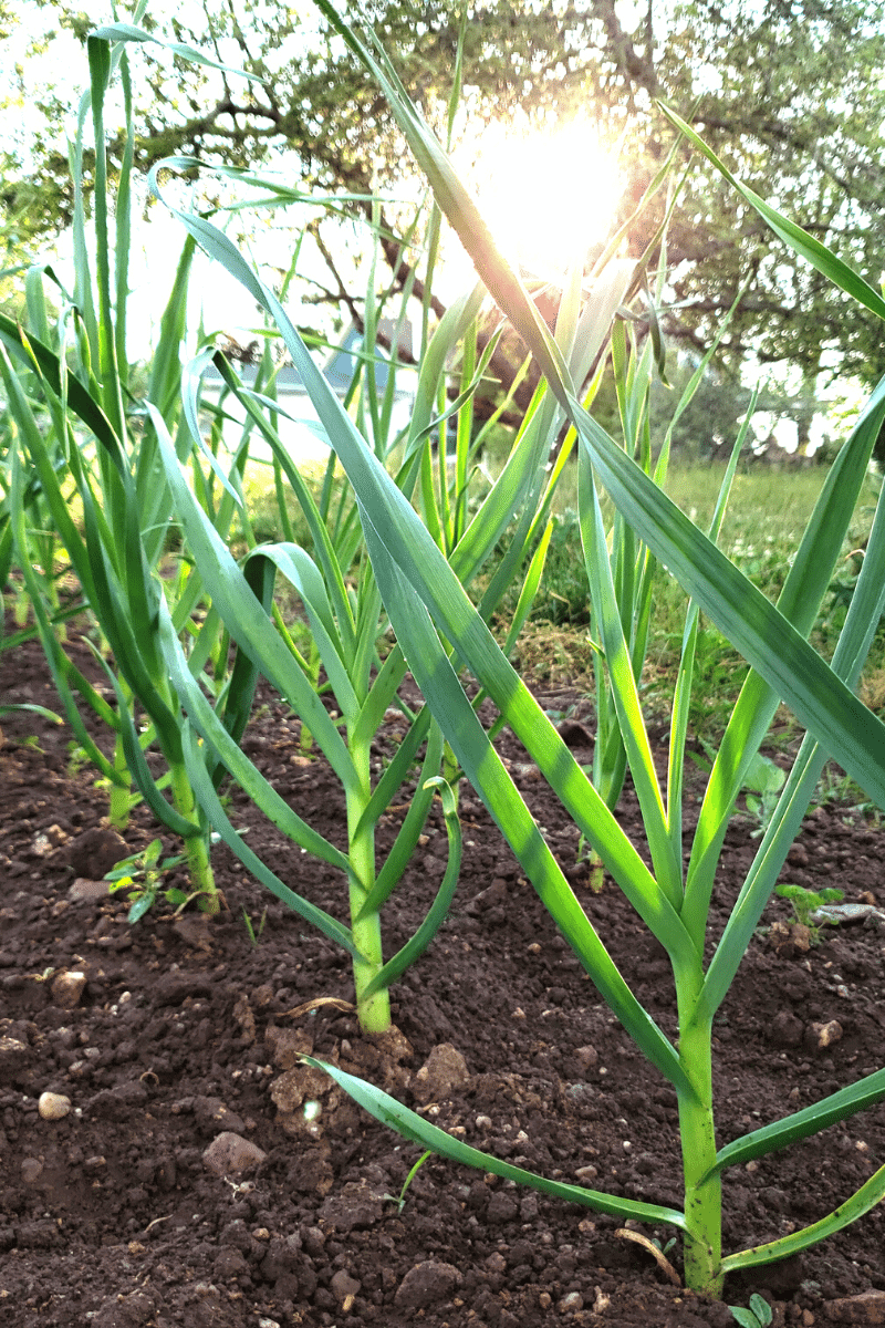 Garlic plant.