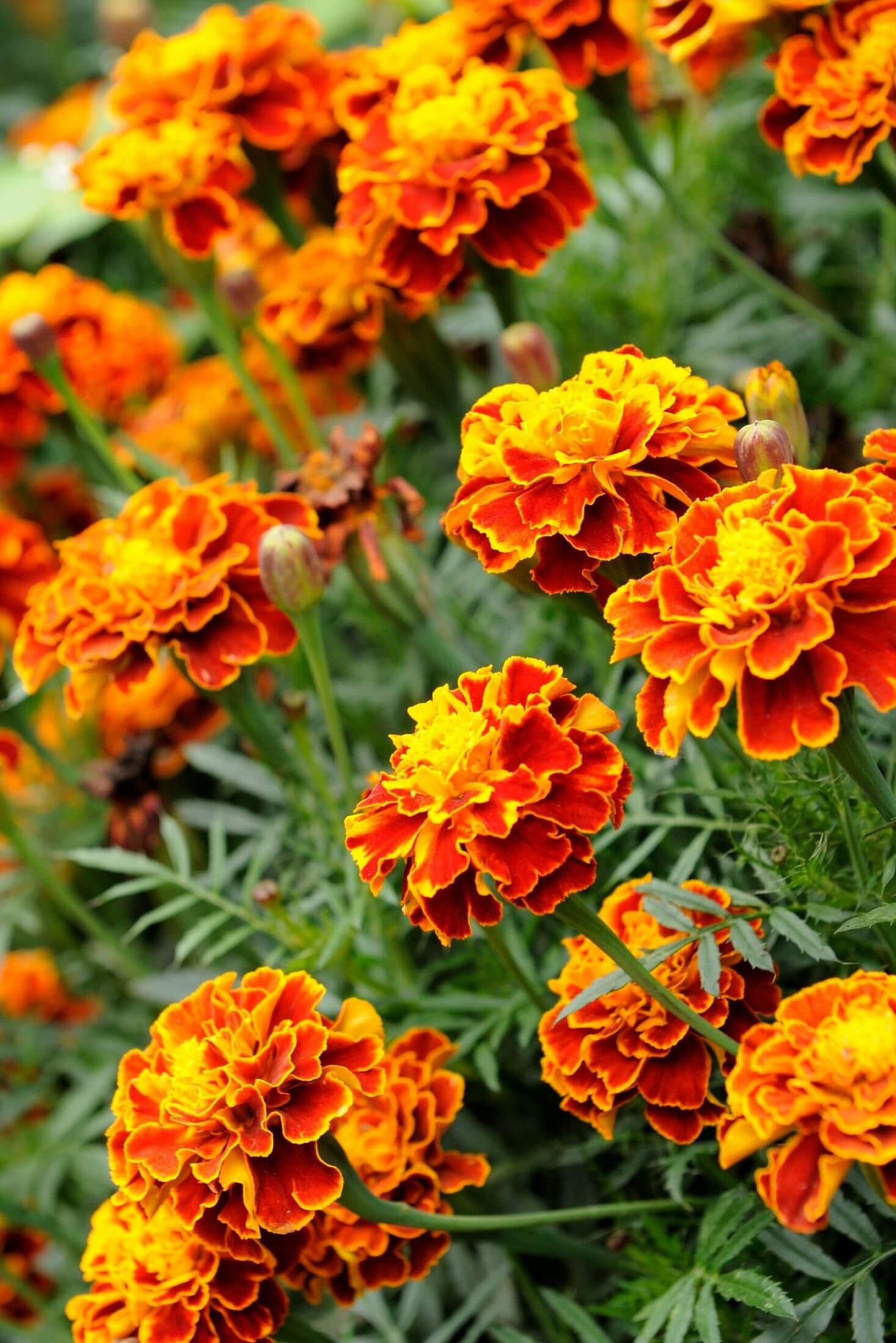 Marigold flowers. 