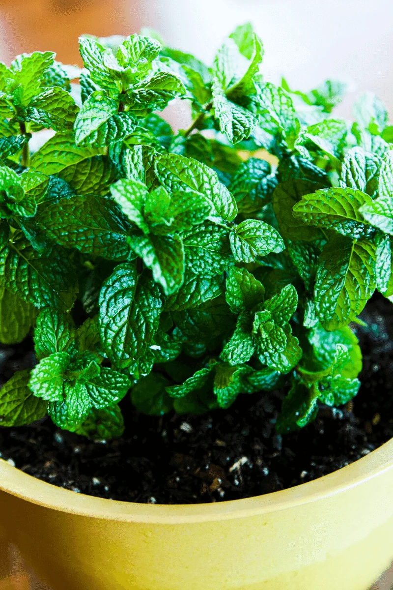 Mint plant in a pot. 