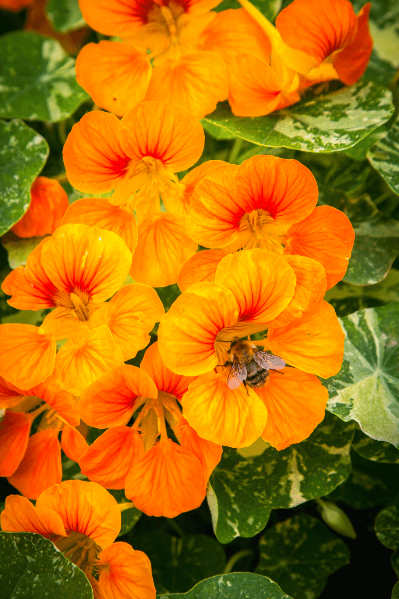 Nasturtium flower with a bumble bee. 