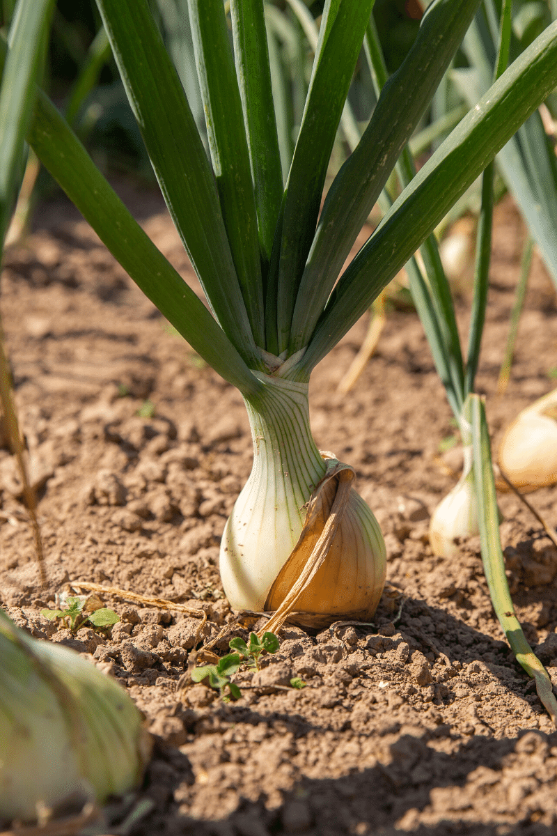 Onion plant. 