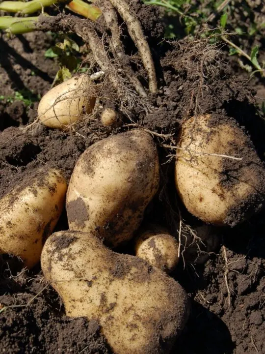 Potato plant.