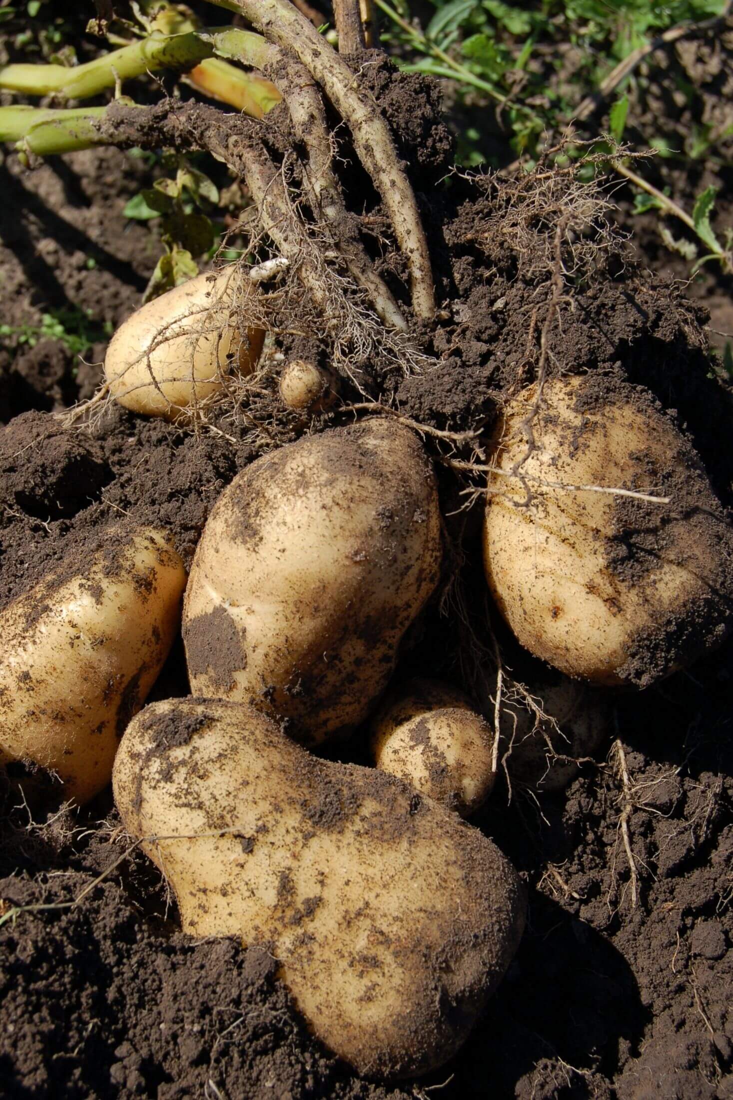 Potato plant. 