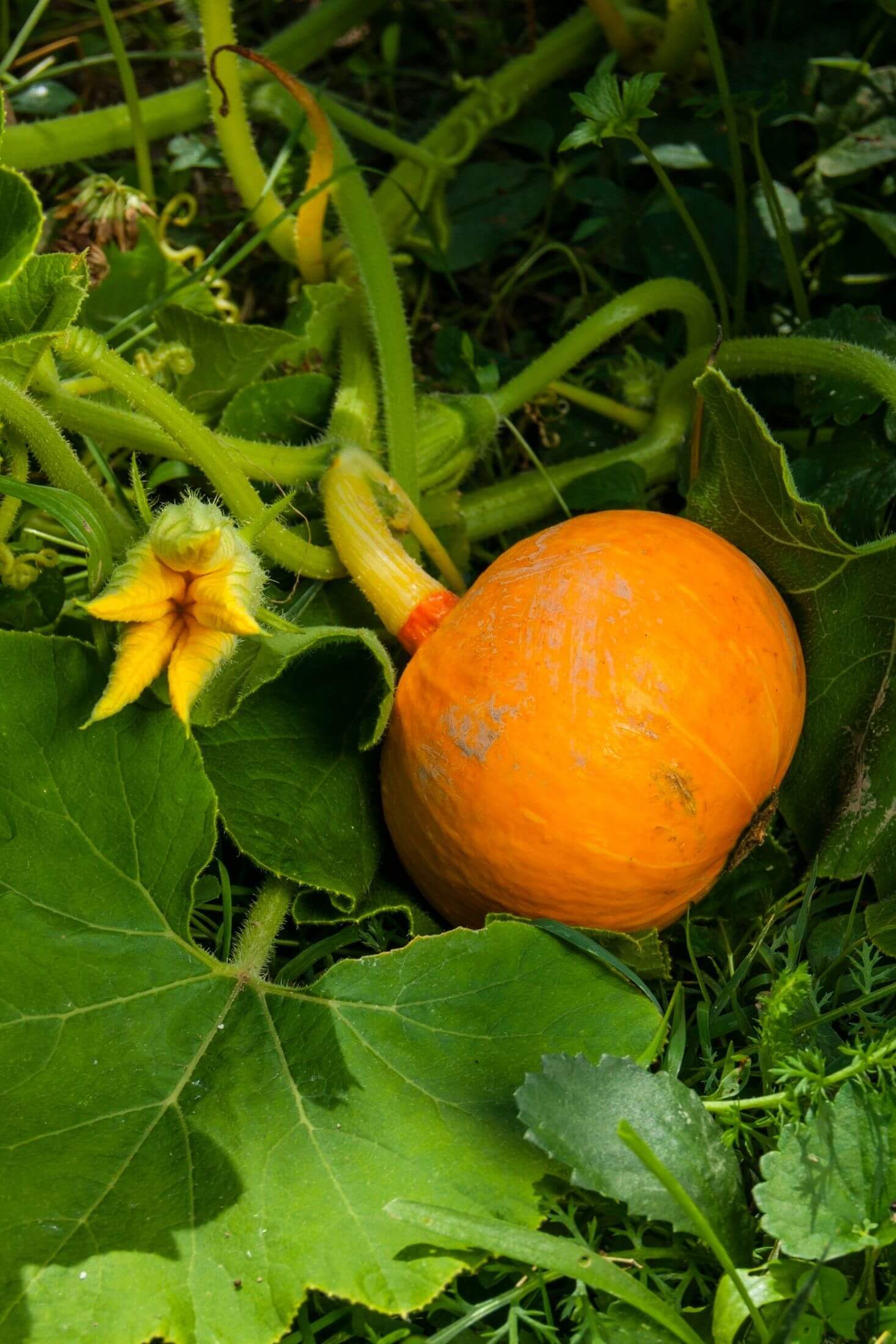 Pumpkin plant. 