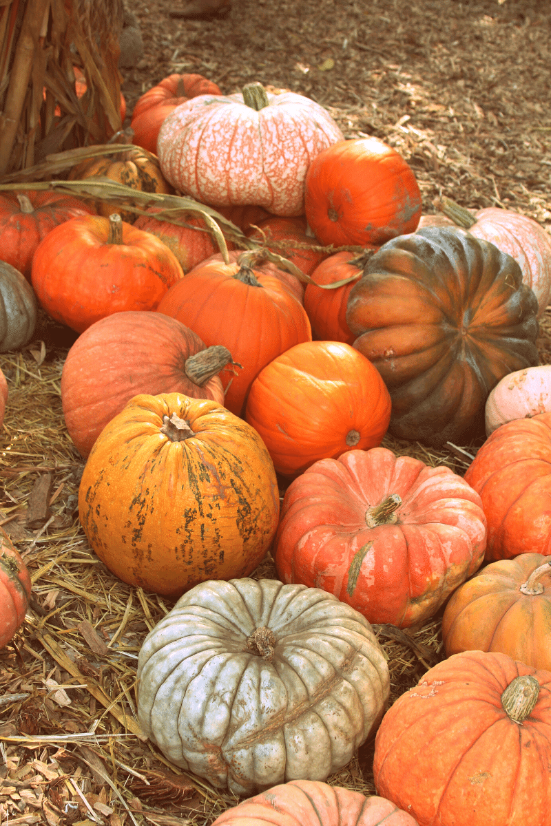 A pile of pumpkins.