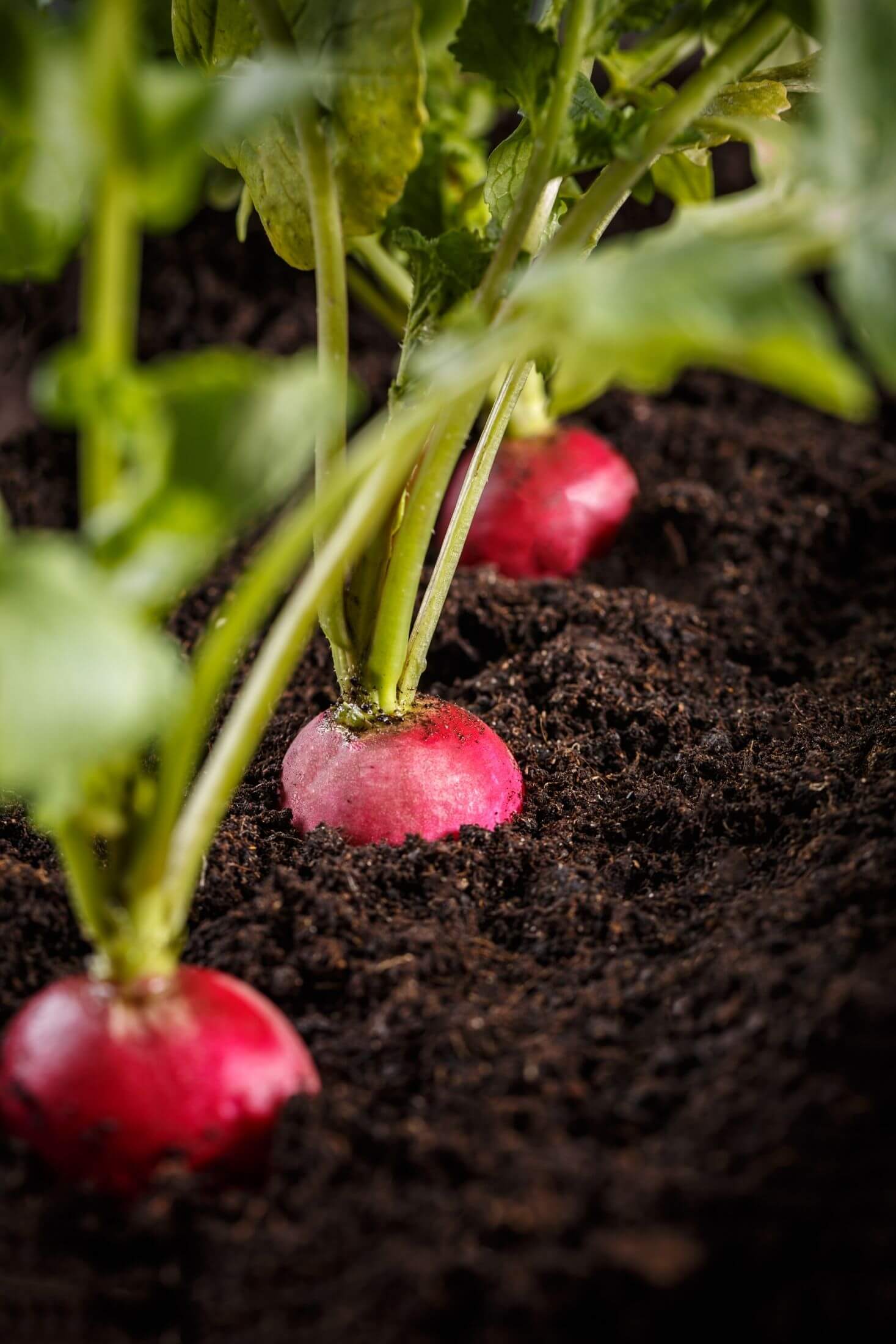 Radish plant. 