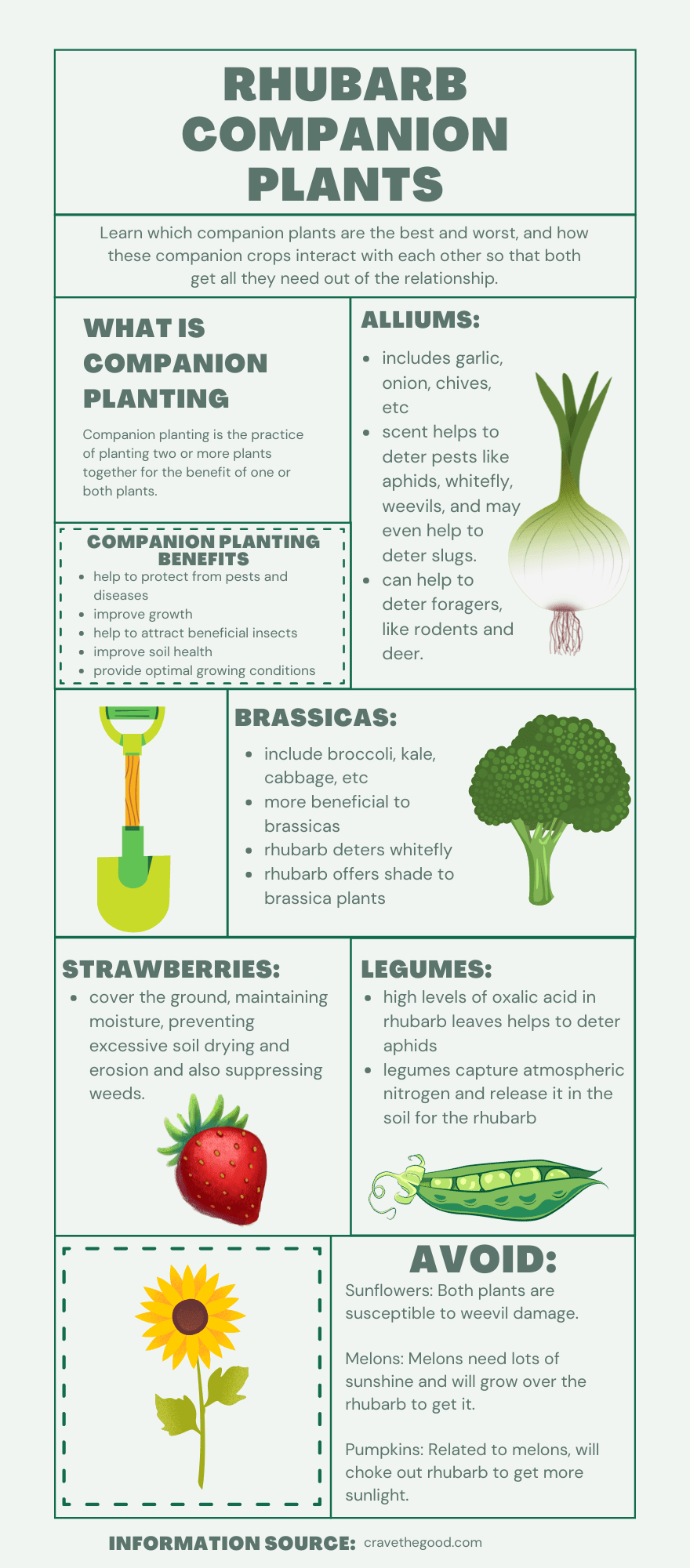 Rhubarb companion plants infographic. 