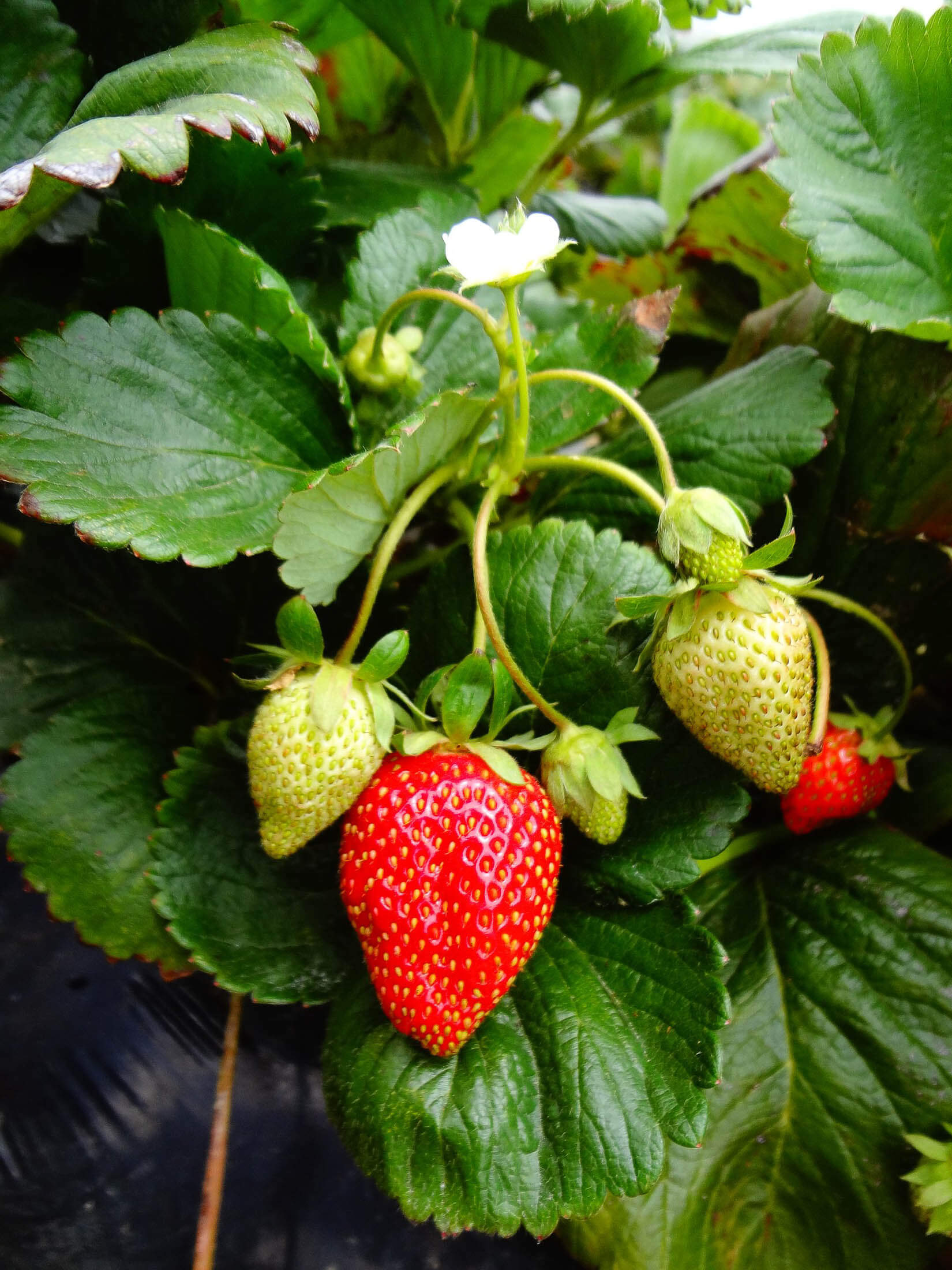 Strawberry plant with fruit. 