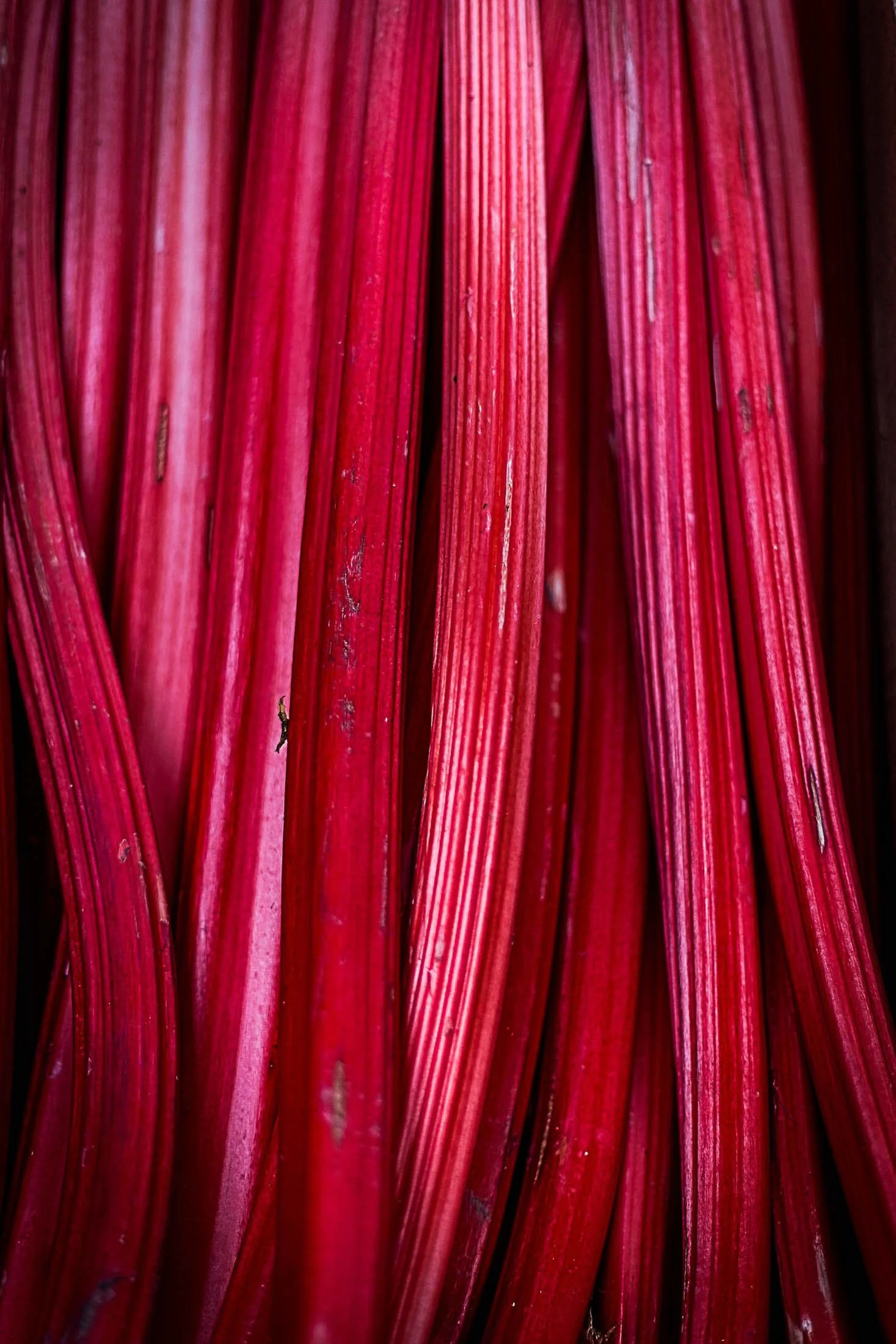 Ruby red rhubarb stalks.