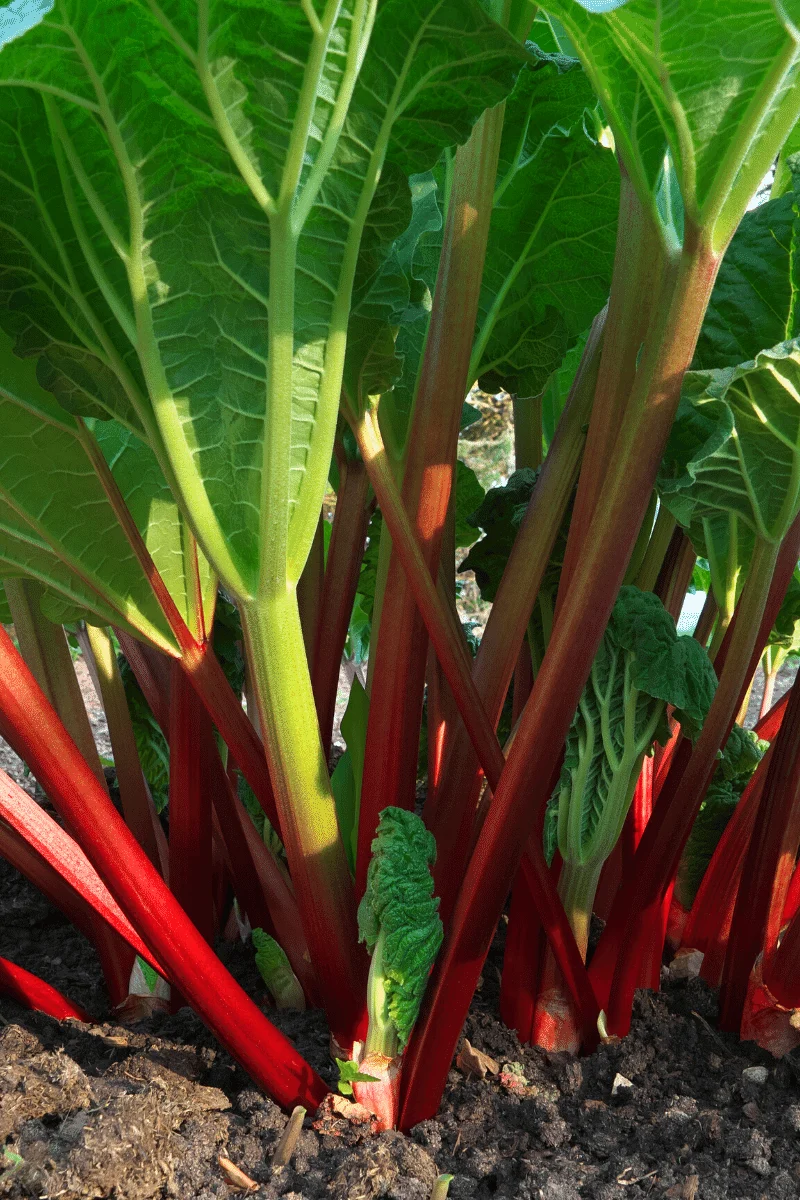 are there plants that look like rhubarb