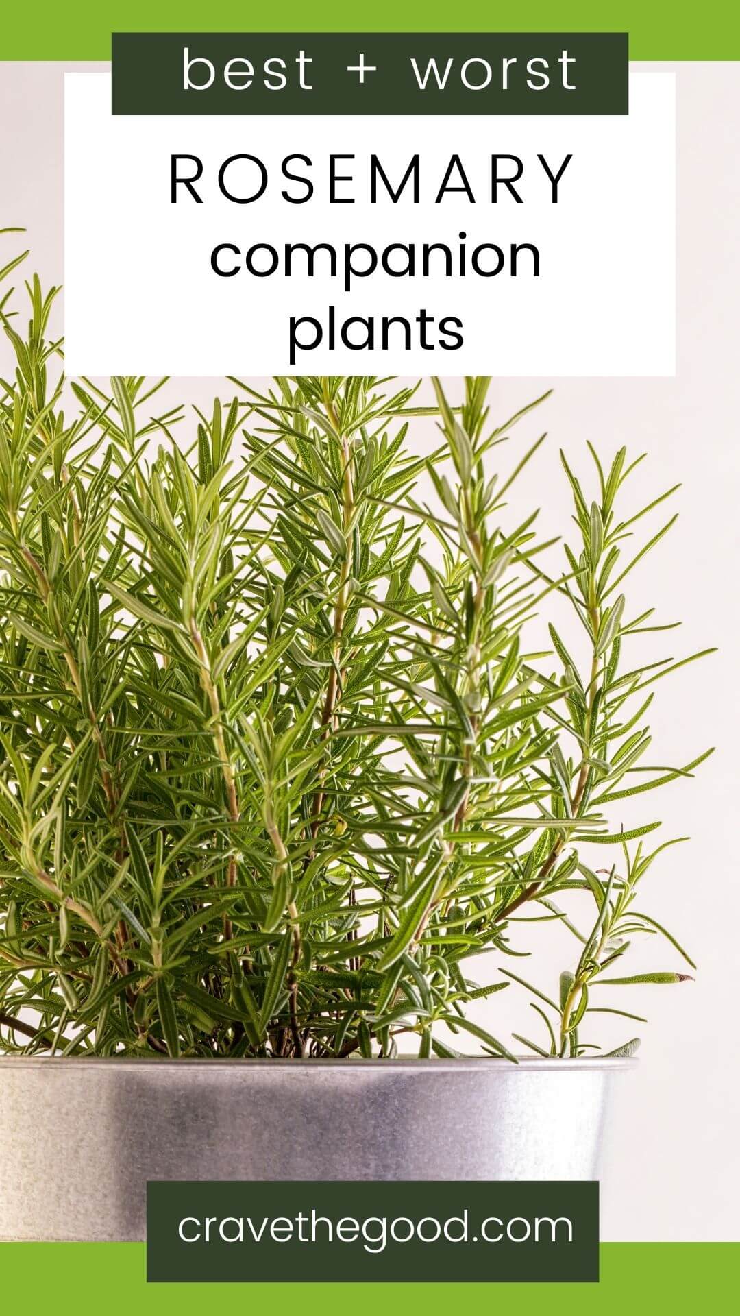 Best and worst rosemary companion plants pinterest graphic. 