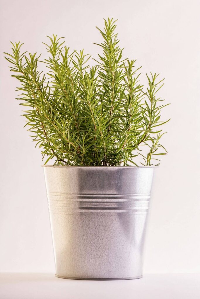 14 Great Rosemary Companion Plants ( + 3 To Avoid!) Boreal Bloom