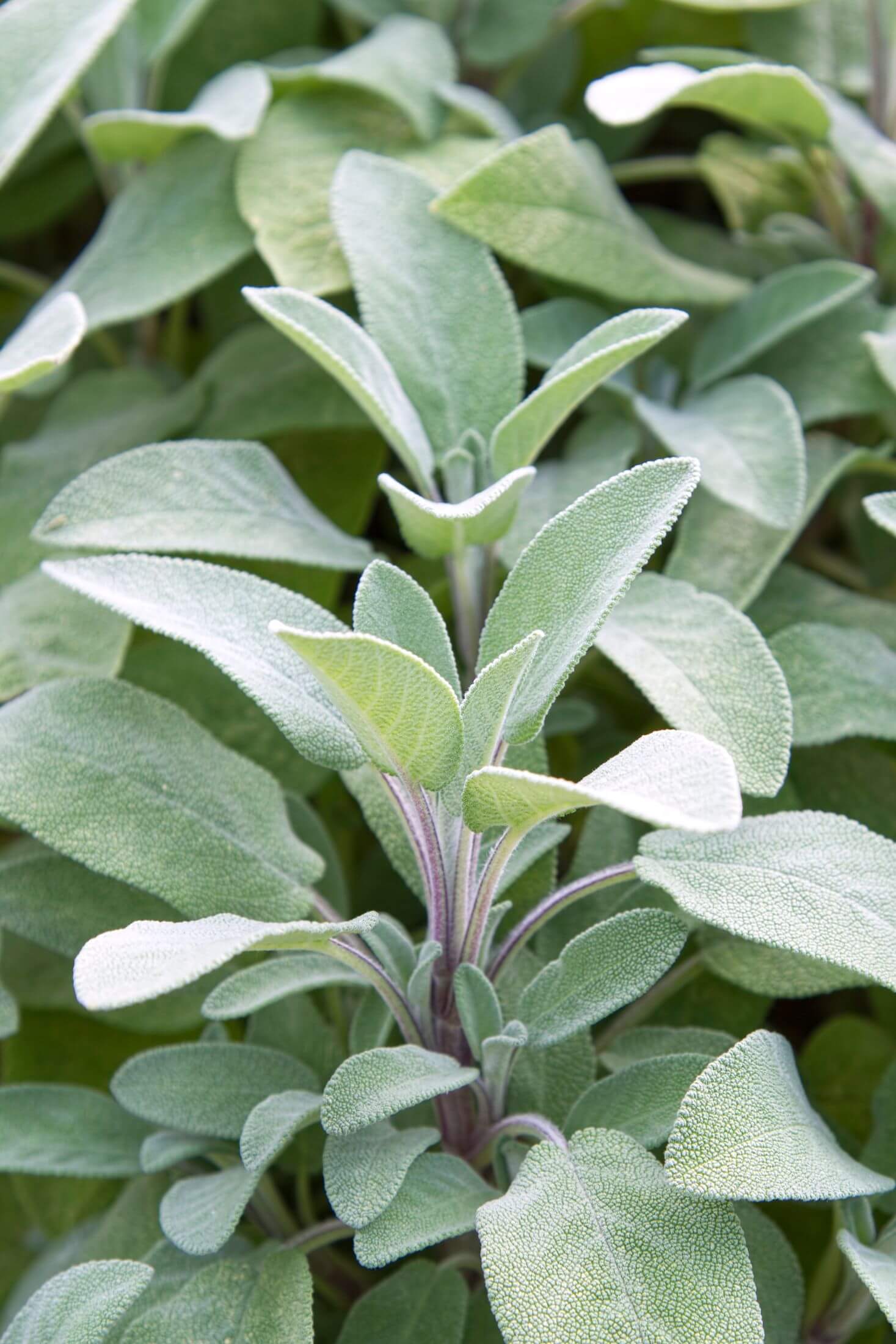 Sage plant.