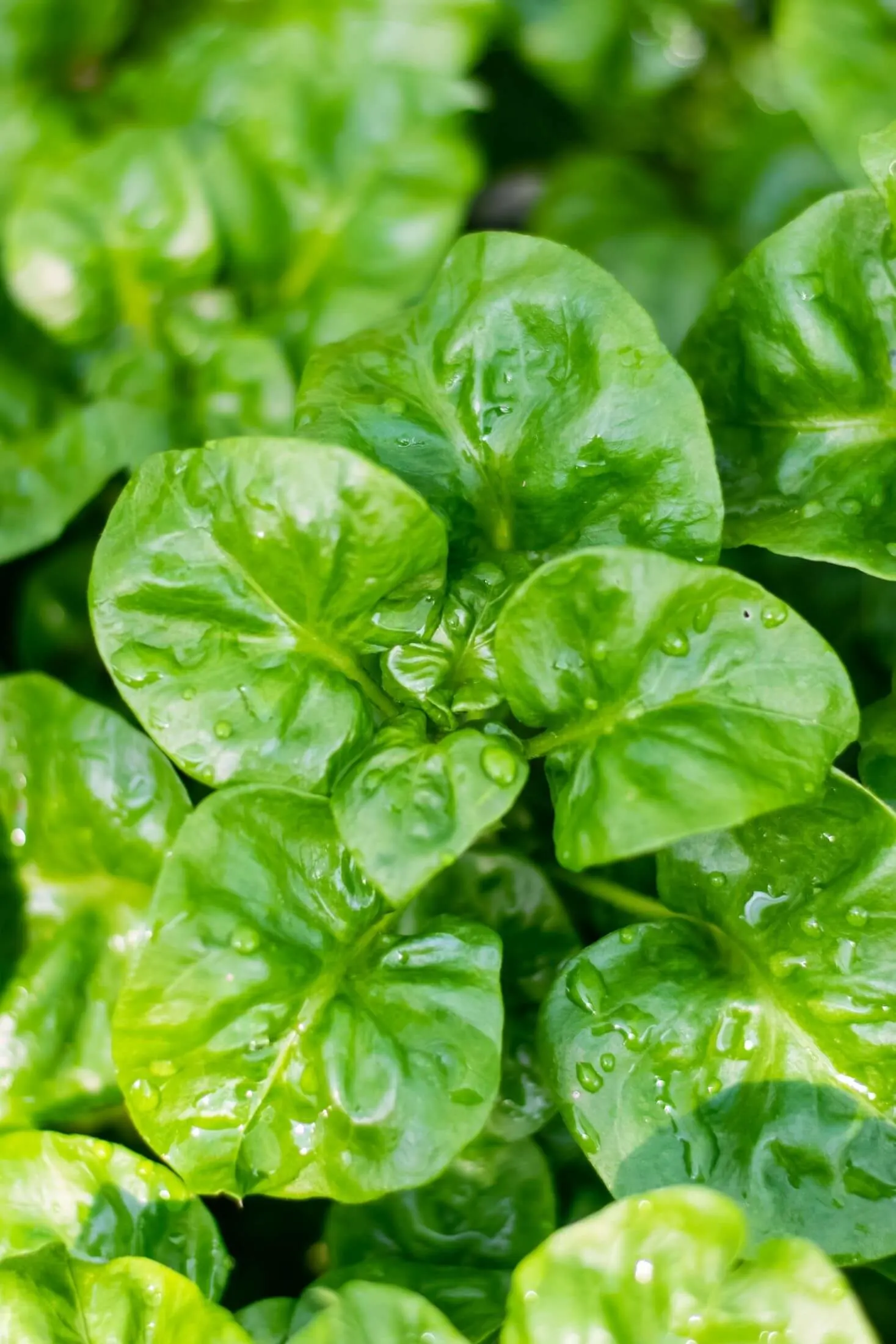 Spinach plant.