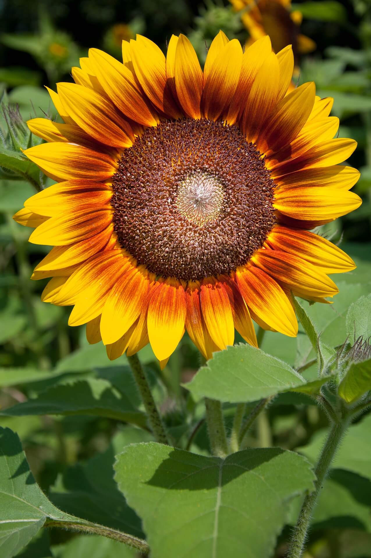 Sunflower plant. 
